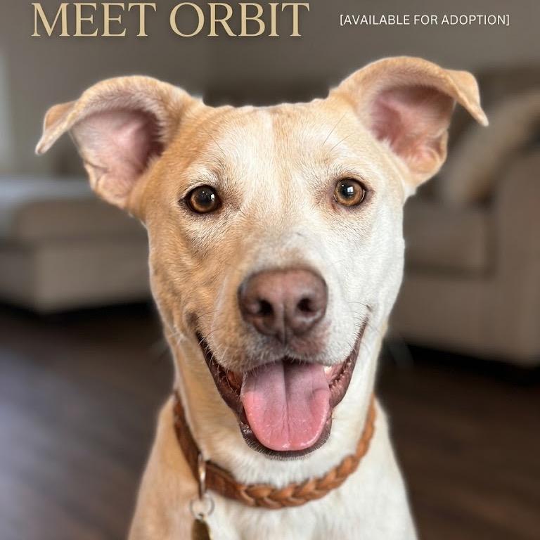 Orbit, Adoptable, Adult Male Labrador Retriever.