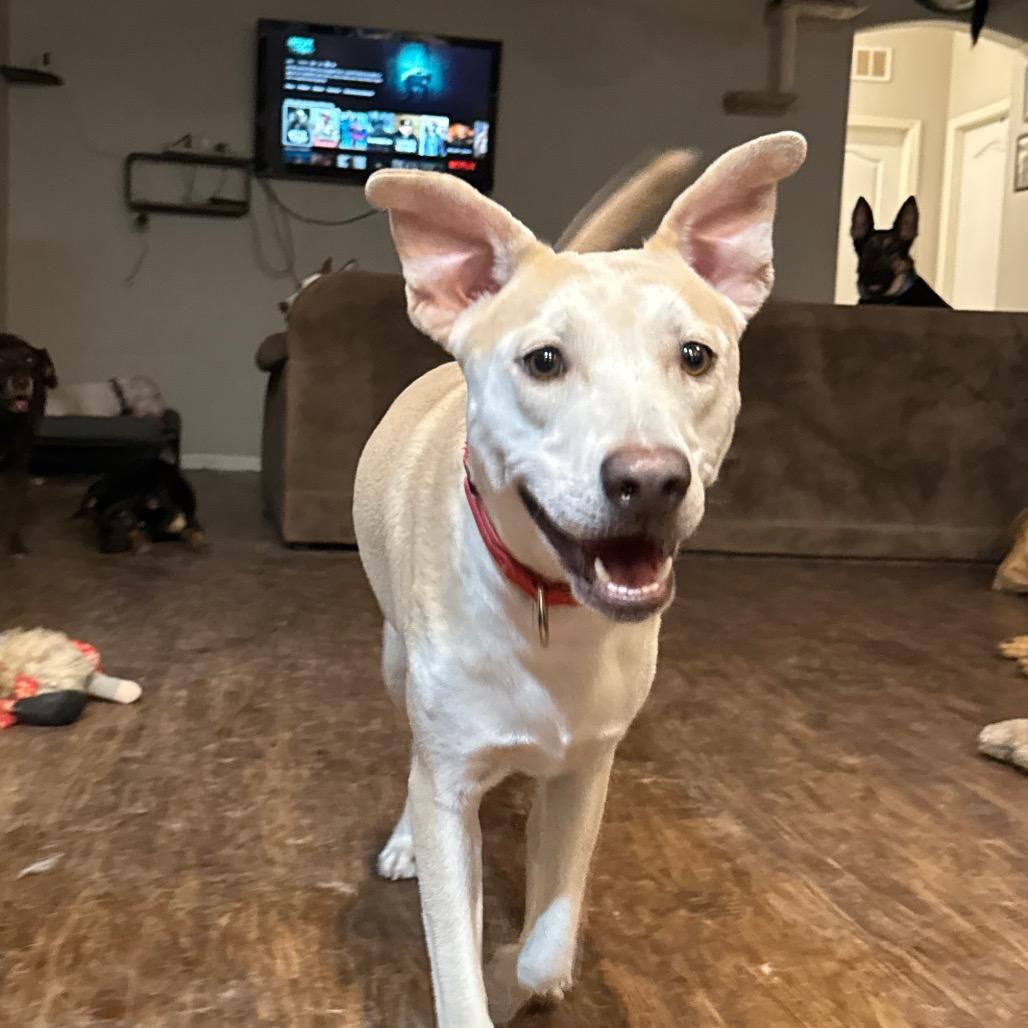 Enlarge Orbit, a Adoptable Labrador Retriever in Tonopah, AZ image 1/1