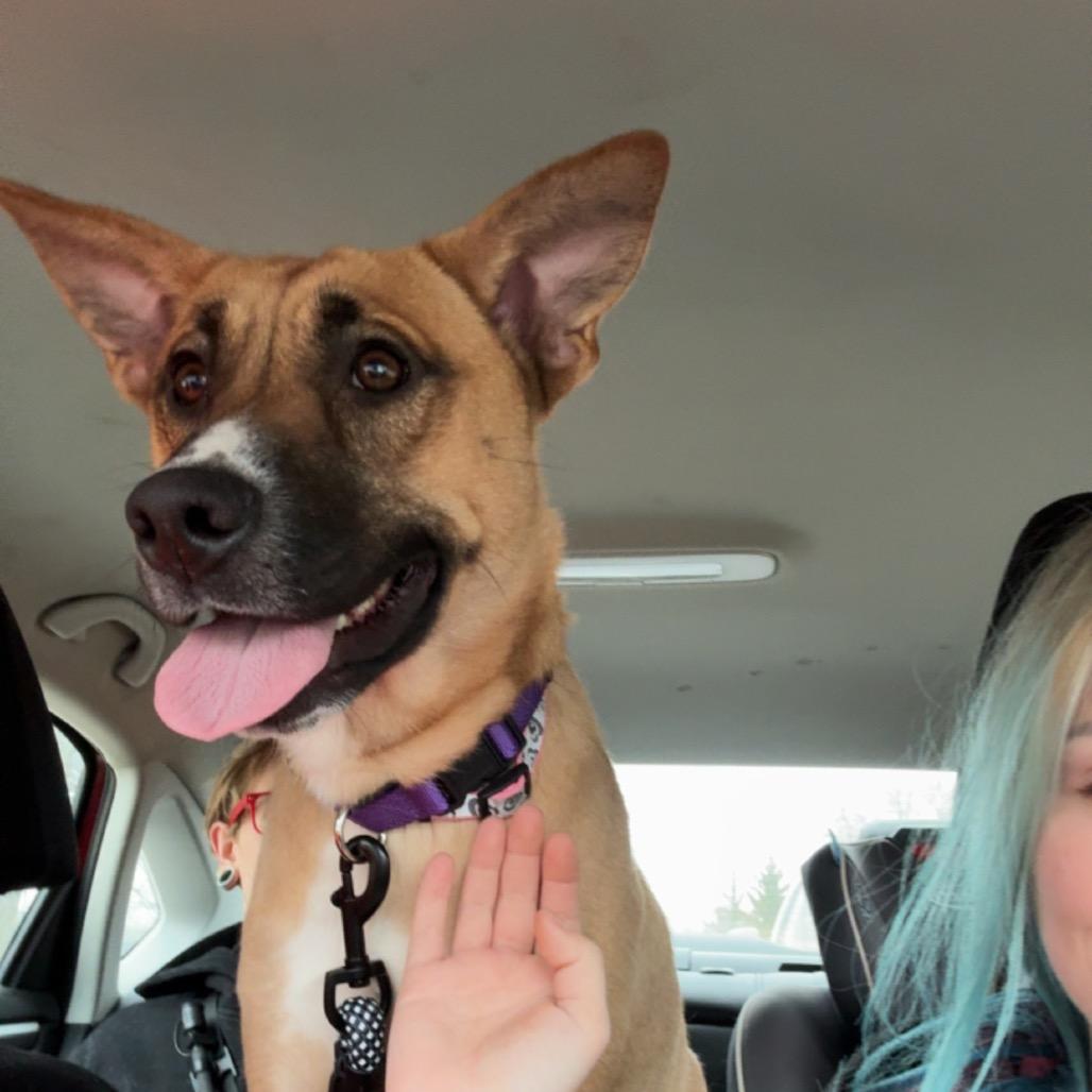 Zira, Adoptable, Young Female German Shepherd Dog.