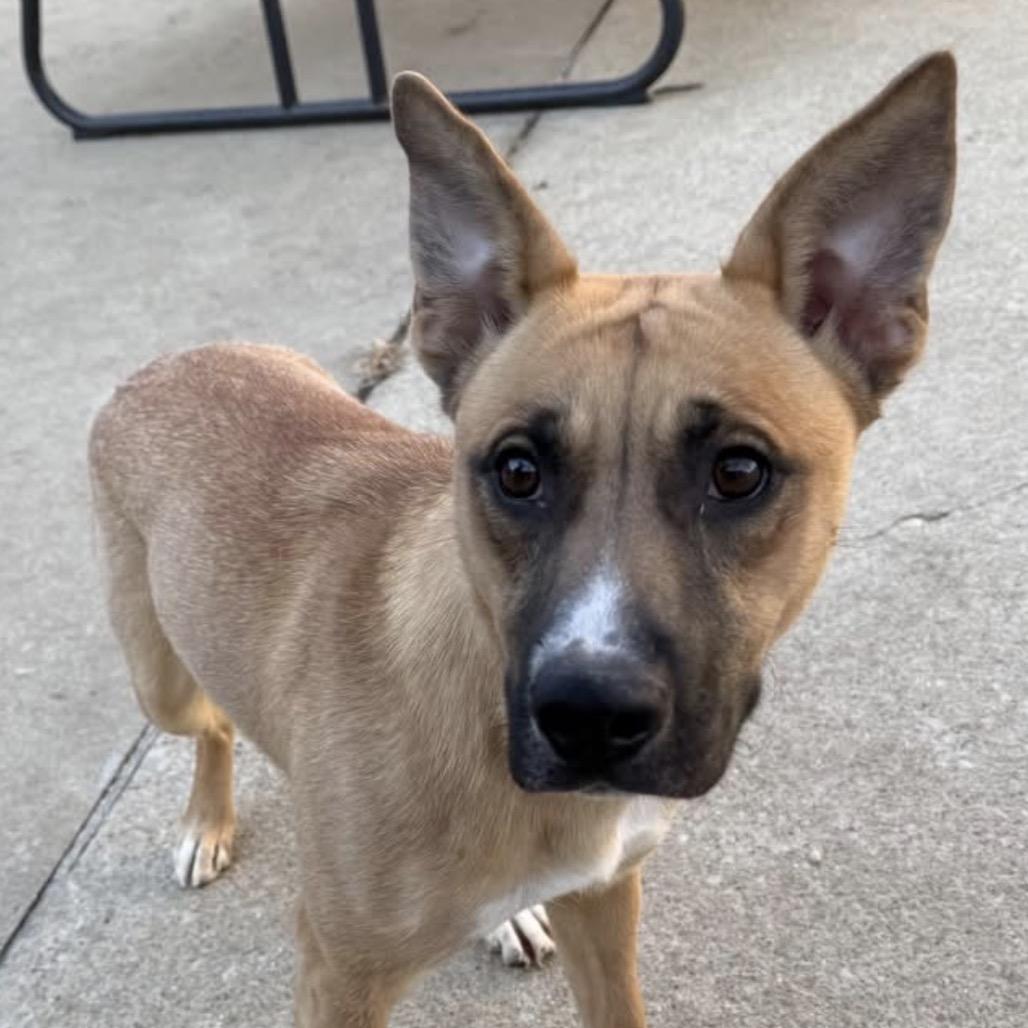 Enlarge Zira, a Adoptable German Shepherd Dog in Saint John, IN image 3/3
