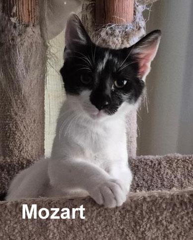 Mozart Dowl. (sweet and friendly)