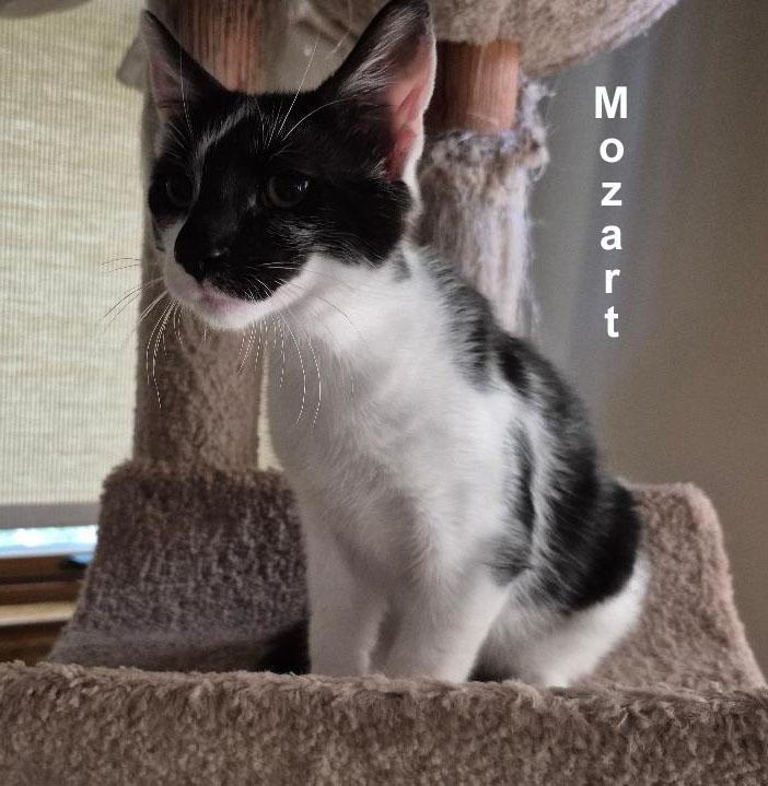 Mozart Dowl. (sweet and friendly) — thumbnail 2