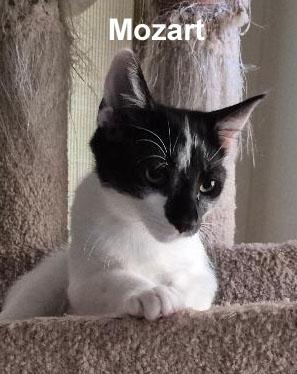 Mozart Dowl. (sweet and friendly) — thumbnail 3