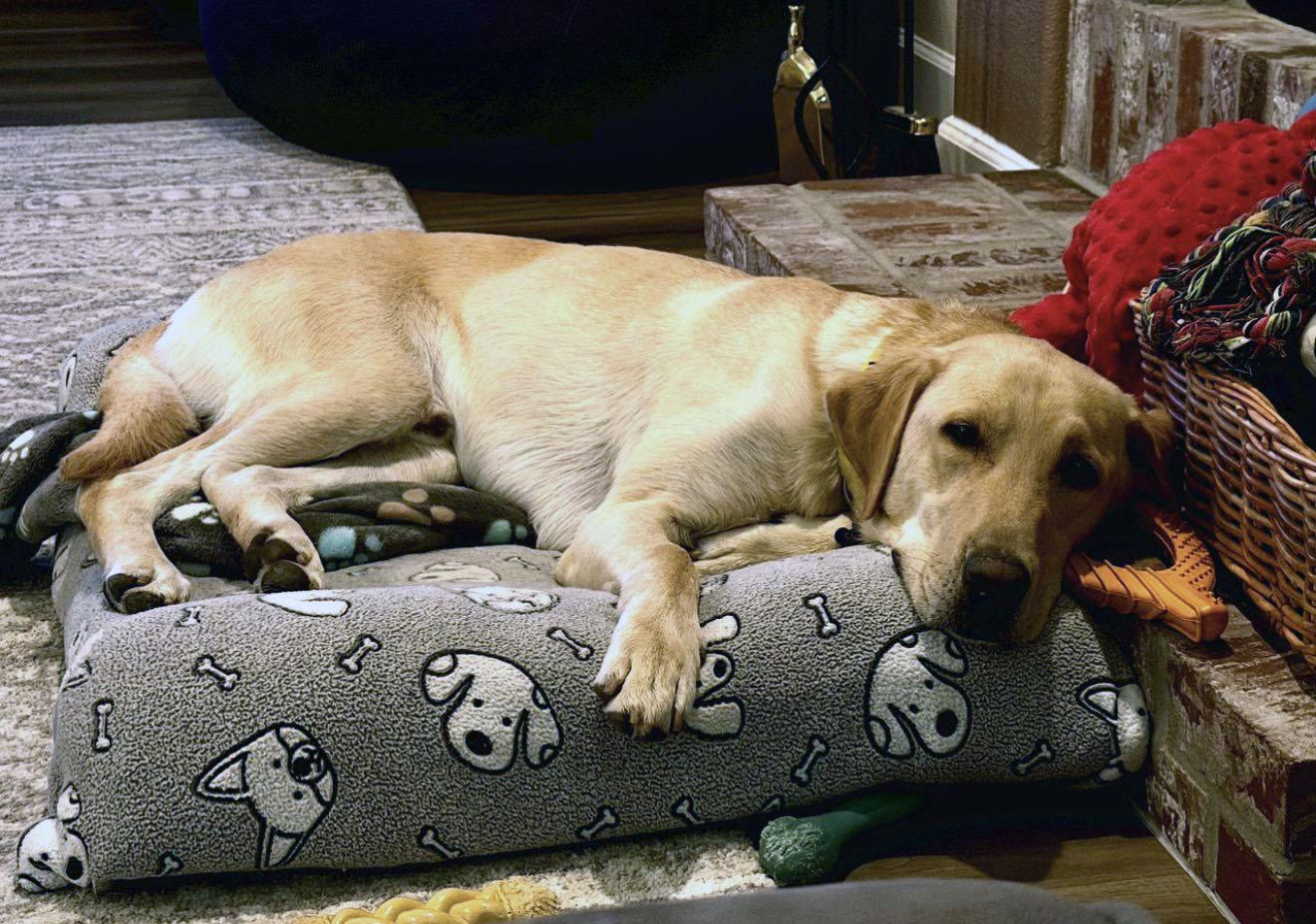 Leo, a ADOPTABLE Labrador Retriever in Sacramento, CA image 3/6