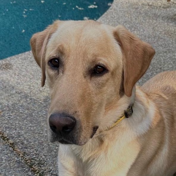 Leo, ADOPTABLE, Young Male Labrador Retriever.