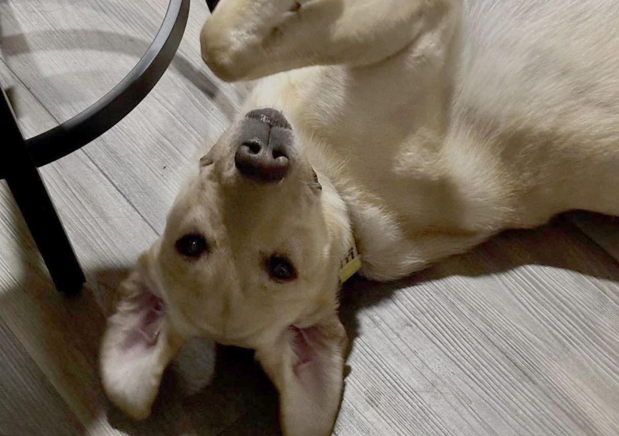 Leo, a ADOPTABLE Labrador Retriever in Sacramento, CA image 2/6