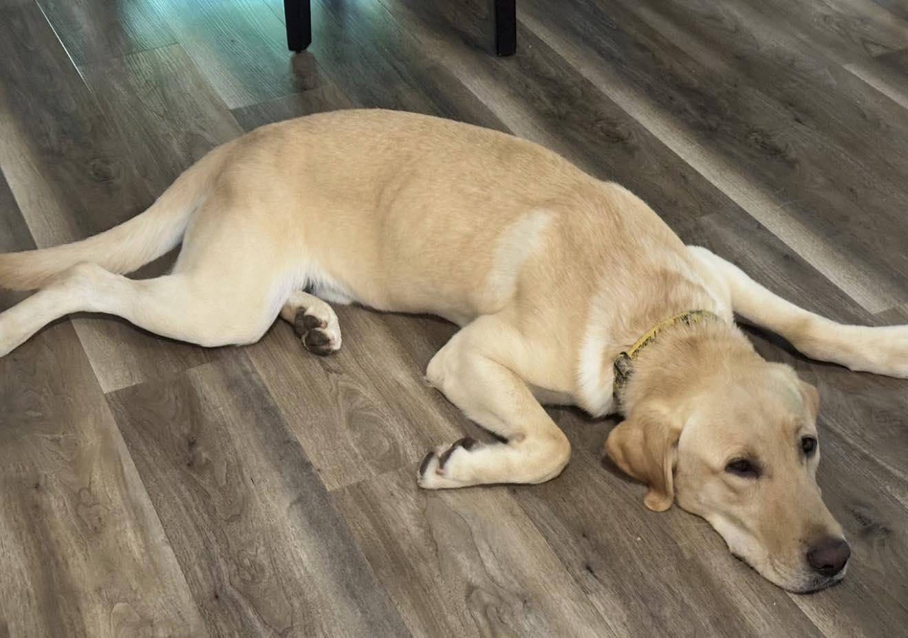 Leo, a ADOPTABLE Labrador Retriever in Sacramento, CA image 5/6