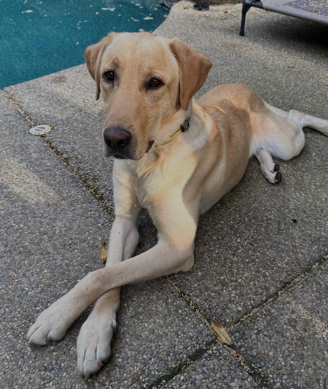 Leo, a ADOPTABLE Labrador Retriever in Sacramento, CA image 4/6