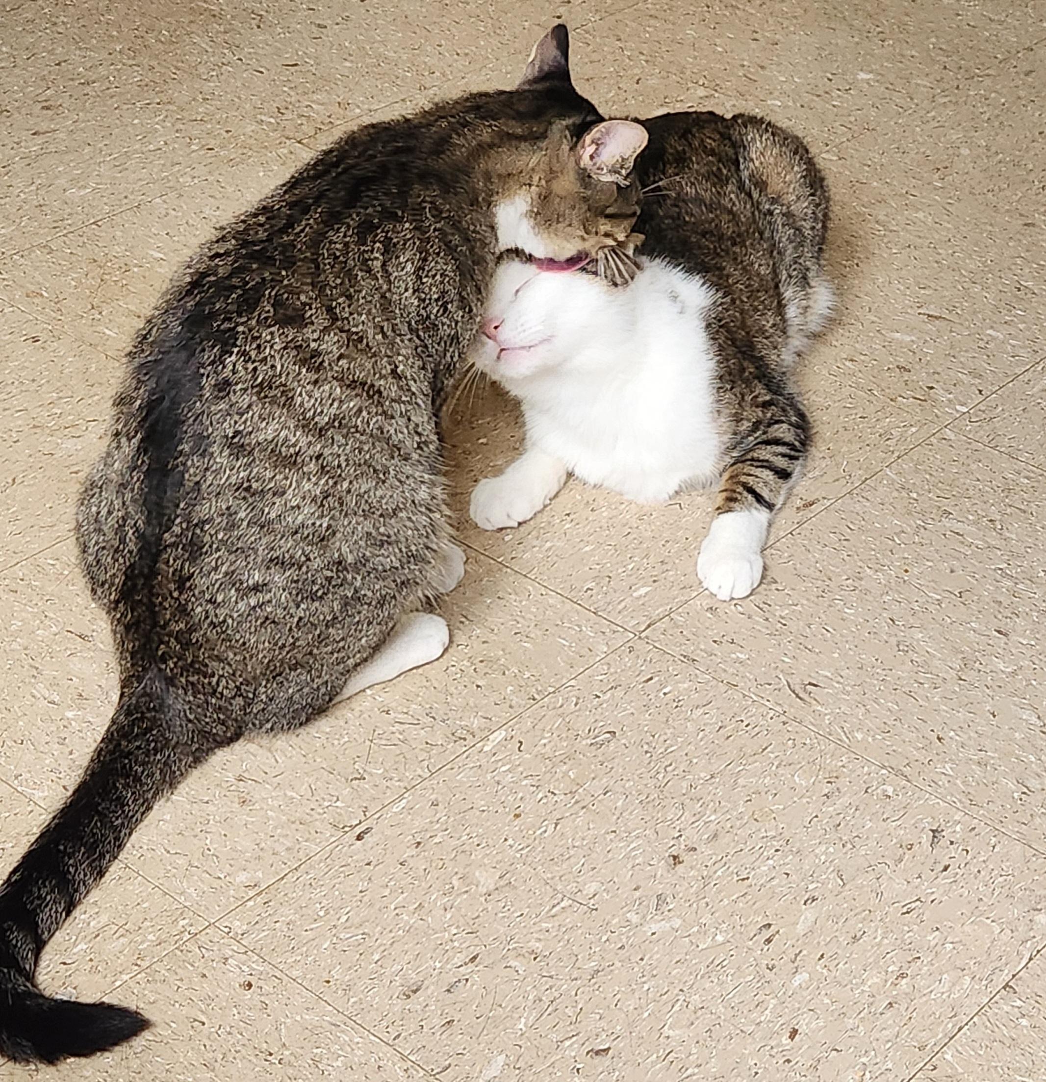 Froggie & Toad, Adoptable, Adult Female Domestic Short Hair.