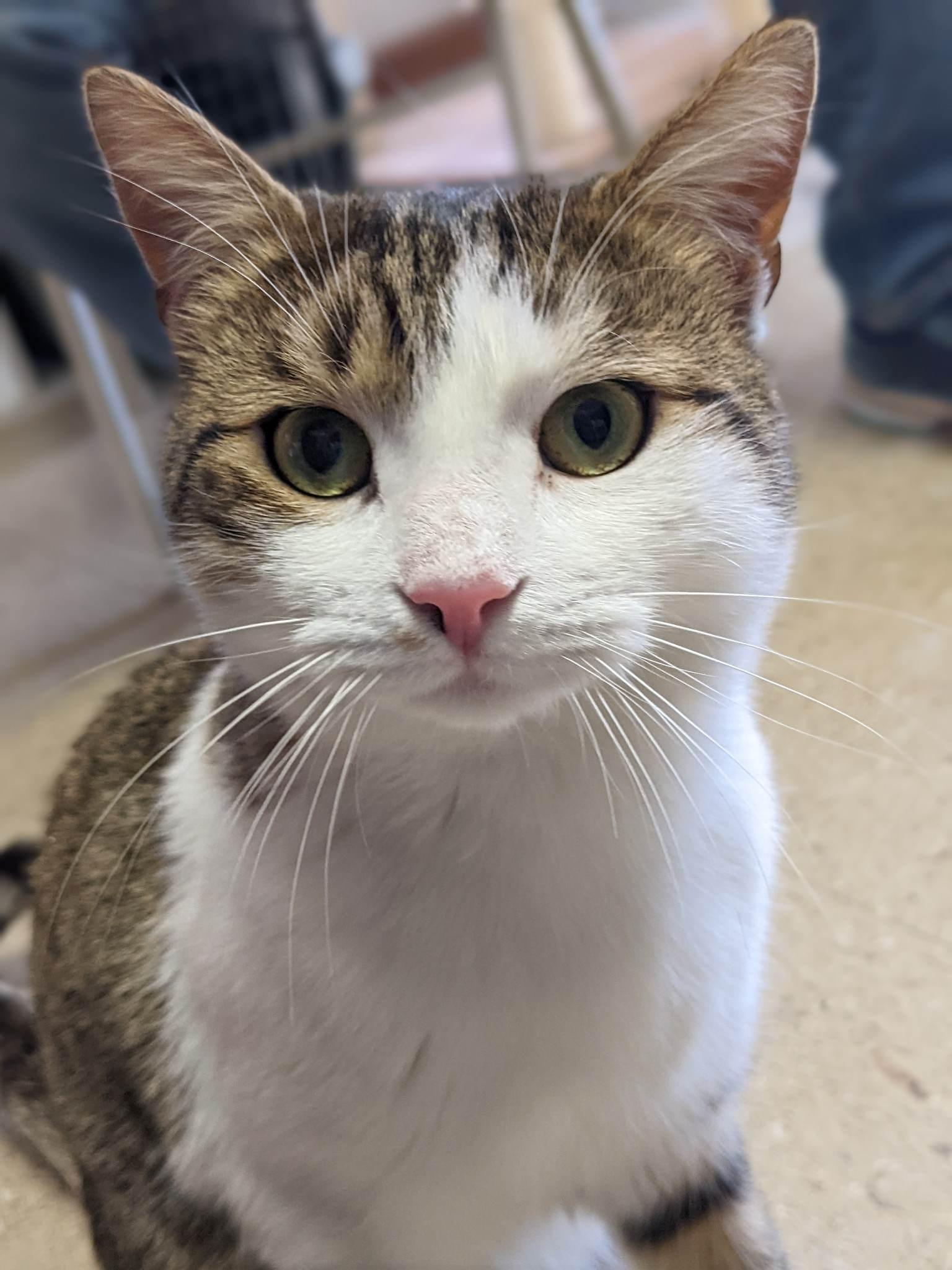 Froggie & Toad, a Adoptable Domestic Short Hair in Mansfield Center, CT image 2/4