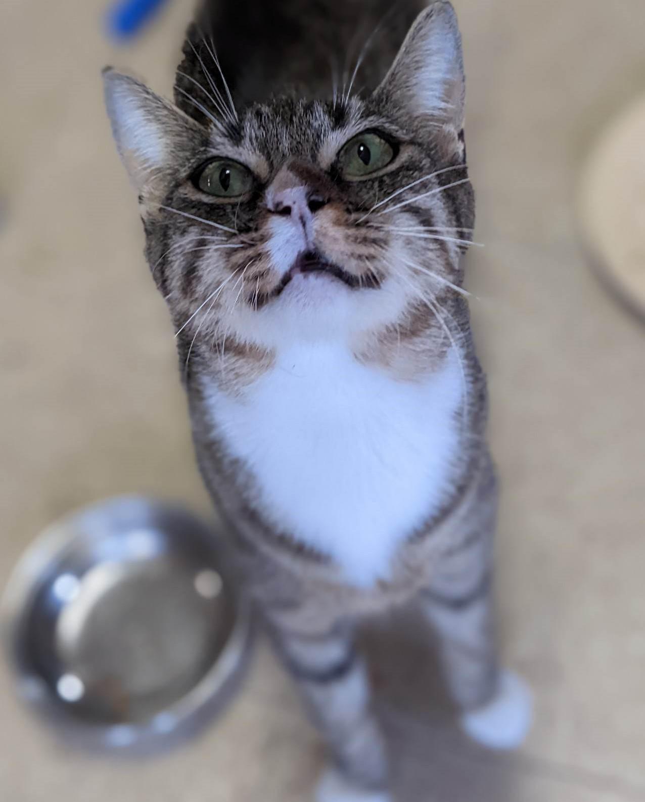 Froggie & Toad, a Adoptable Domestic Short Hair in Mansfield Center, CT image 3/4