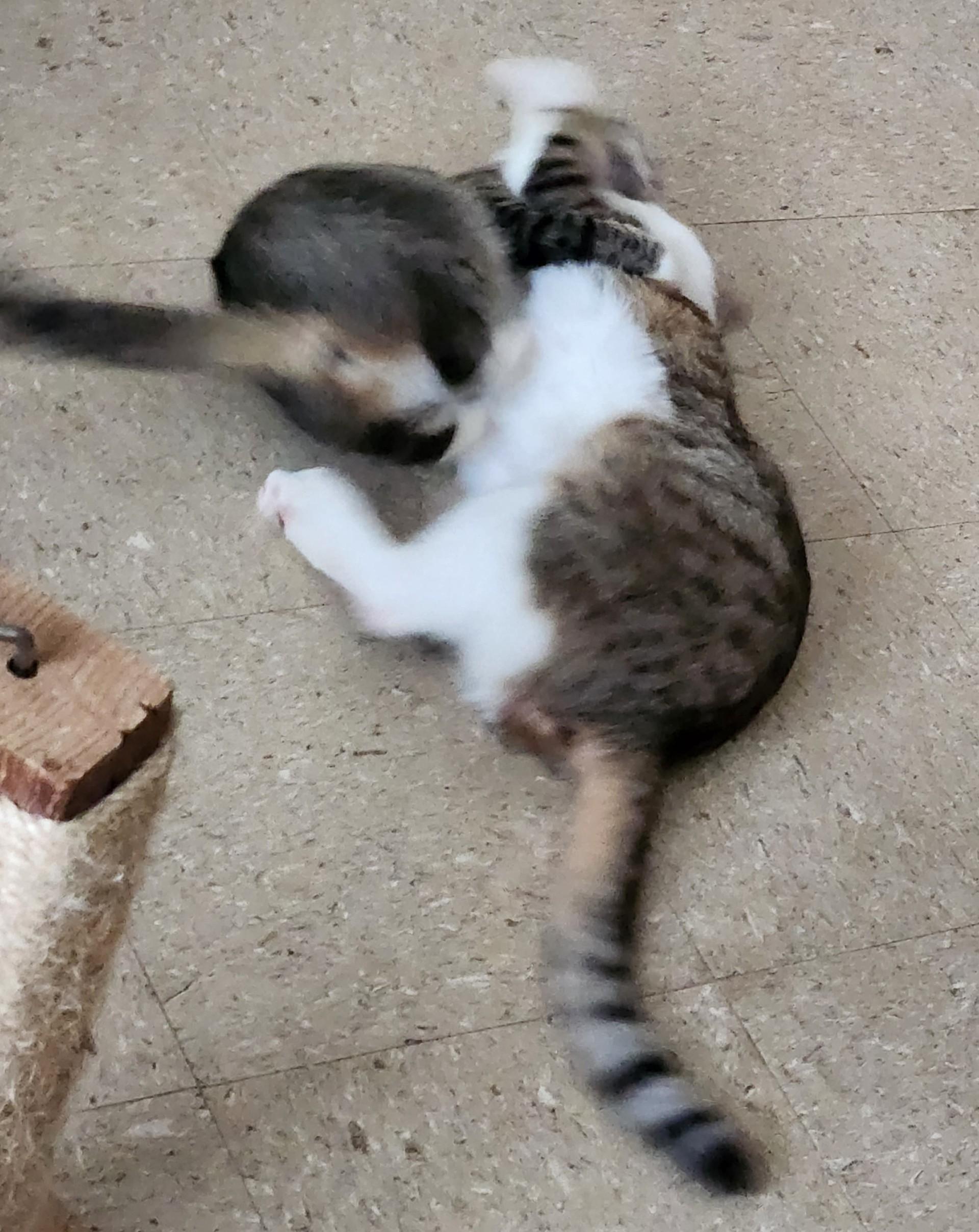 Froggie & Toad, a Adoptable Domestic Short Hair in Mansfield Center, CT image 4/4