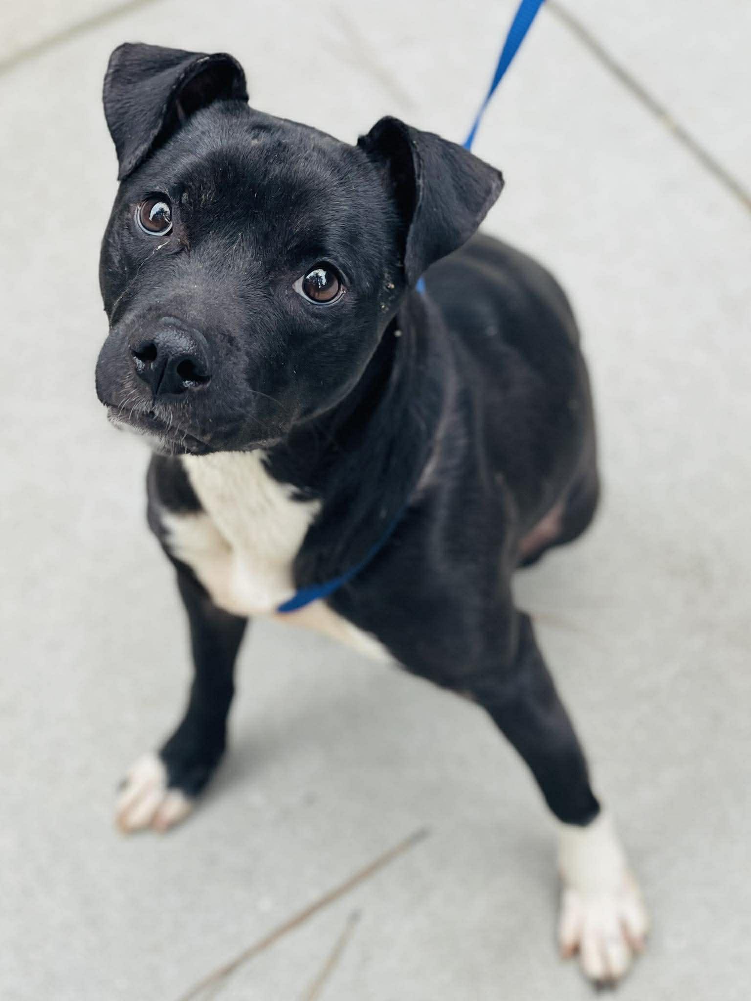 AC-4490 "Tini", ADOPTABLE, Young Female Pit Bull Terrier.