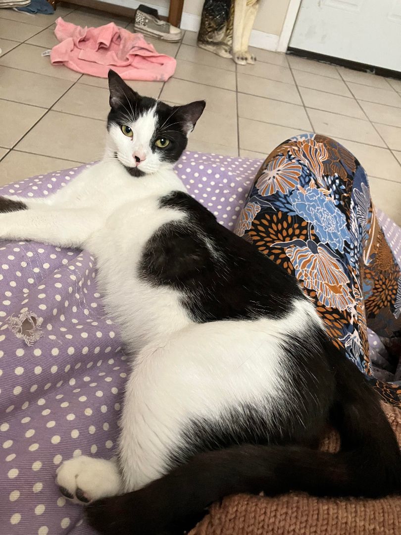 Oreo Magie, a Adoptable Domestic Short Hair in Philadelphia, PA image 2/6