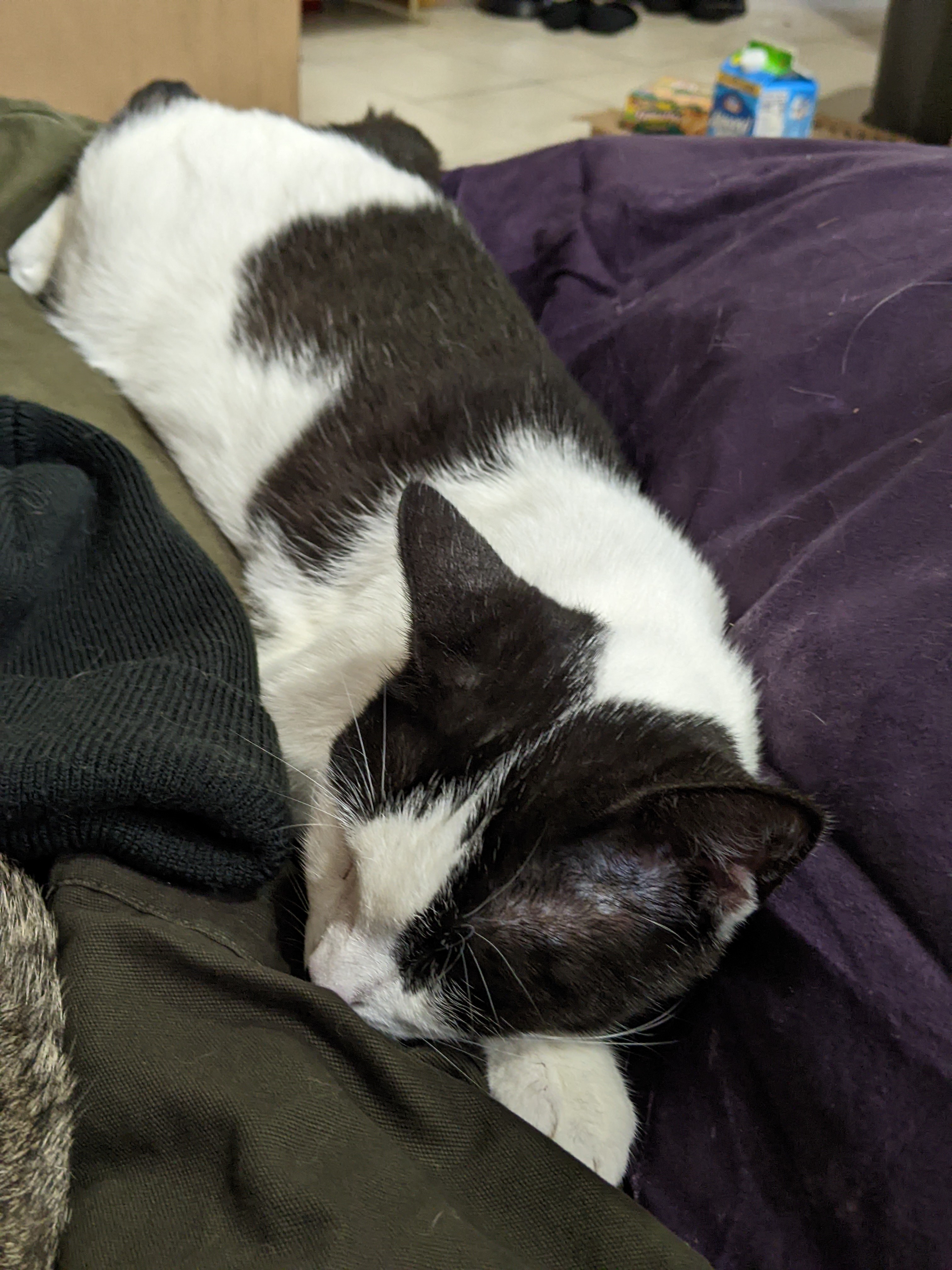 Oreo Magie, a Adoptable Domestic Short Hair in Philadelphia, PA image 4/6