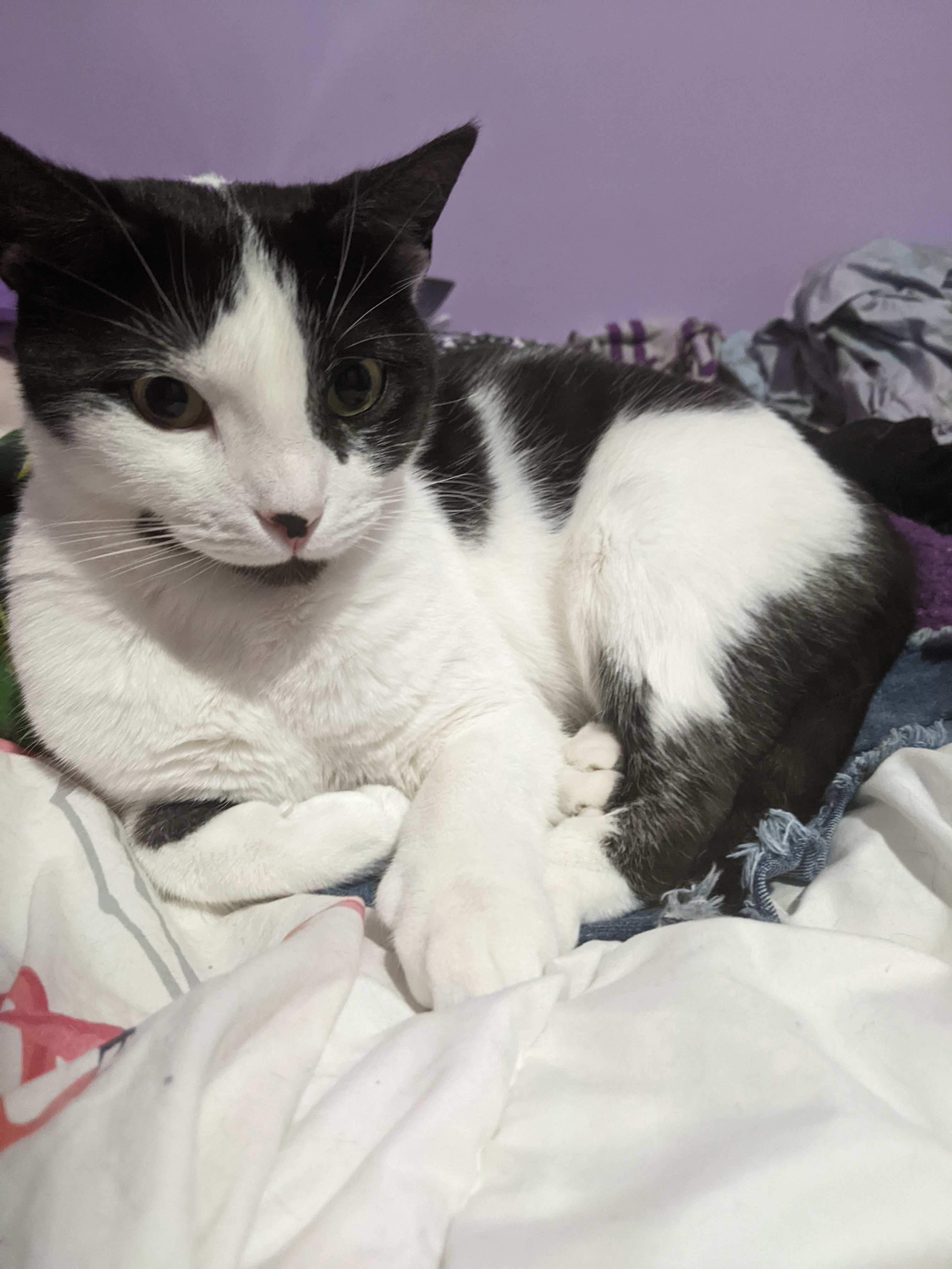 Oreo Magie, a Adoptable Domestic Short Hair in Philadelphia, PA image 3/6