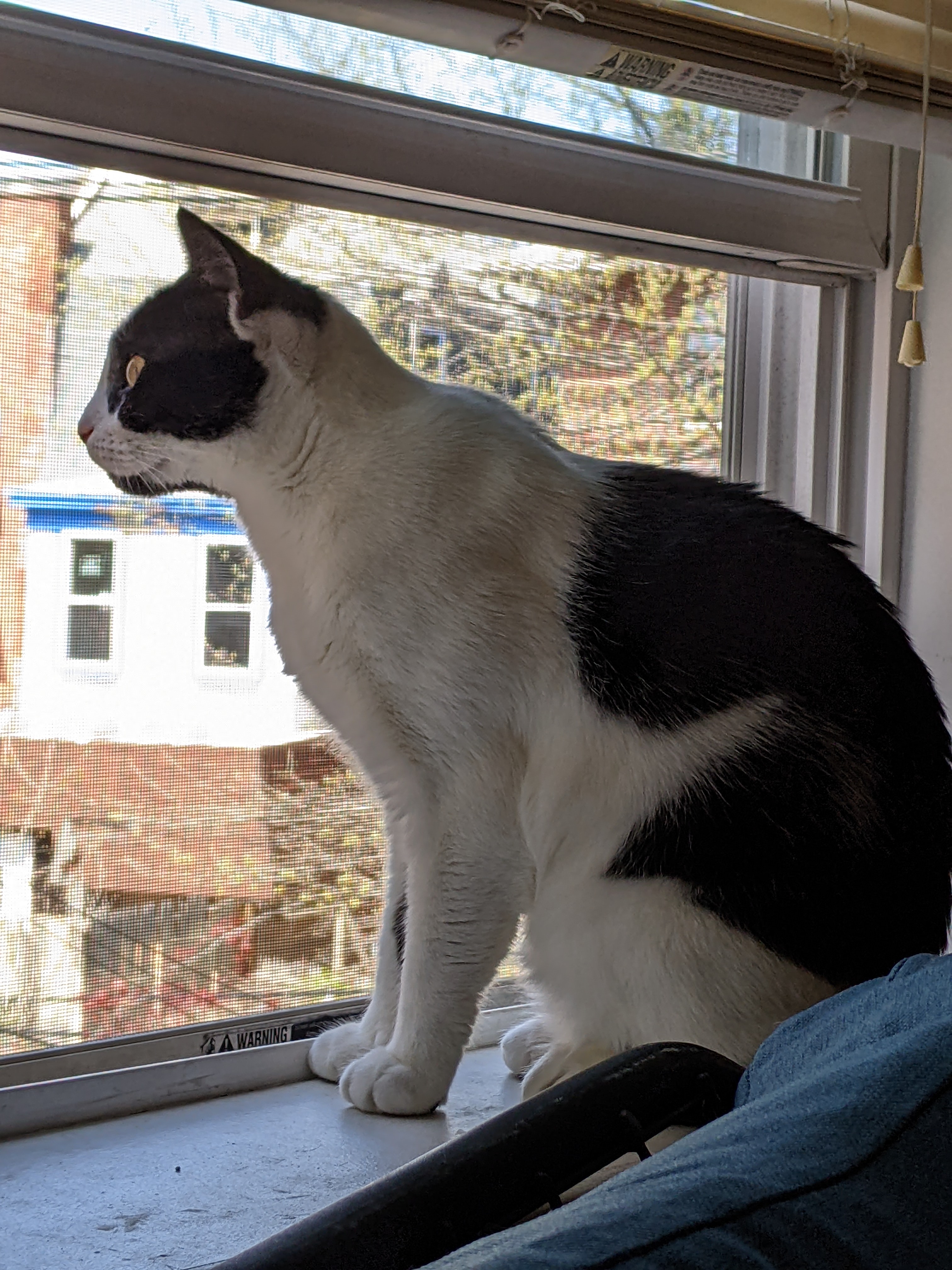 Oreo Magie, a Adoptable Domestic Short Hair in Philadelphia, PA image 6/6