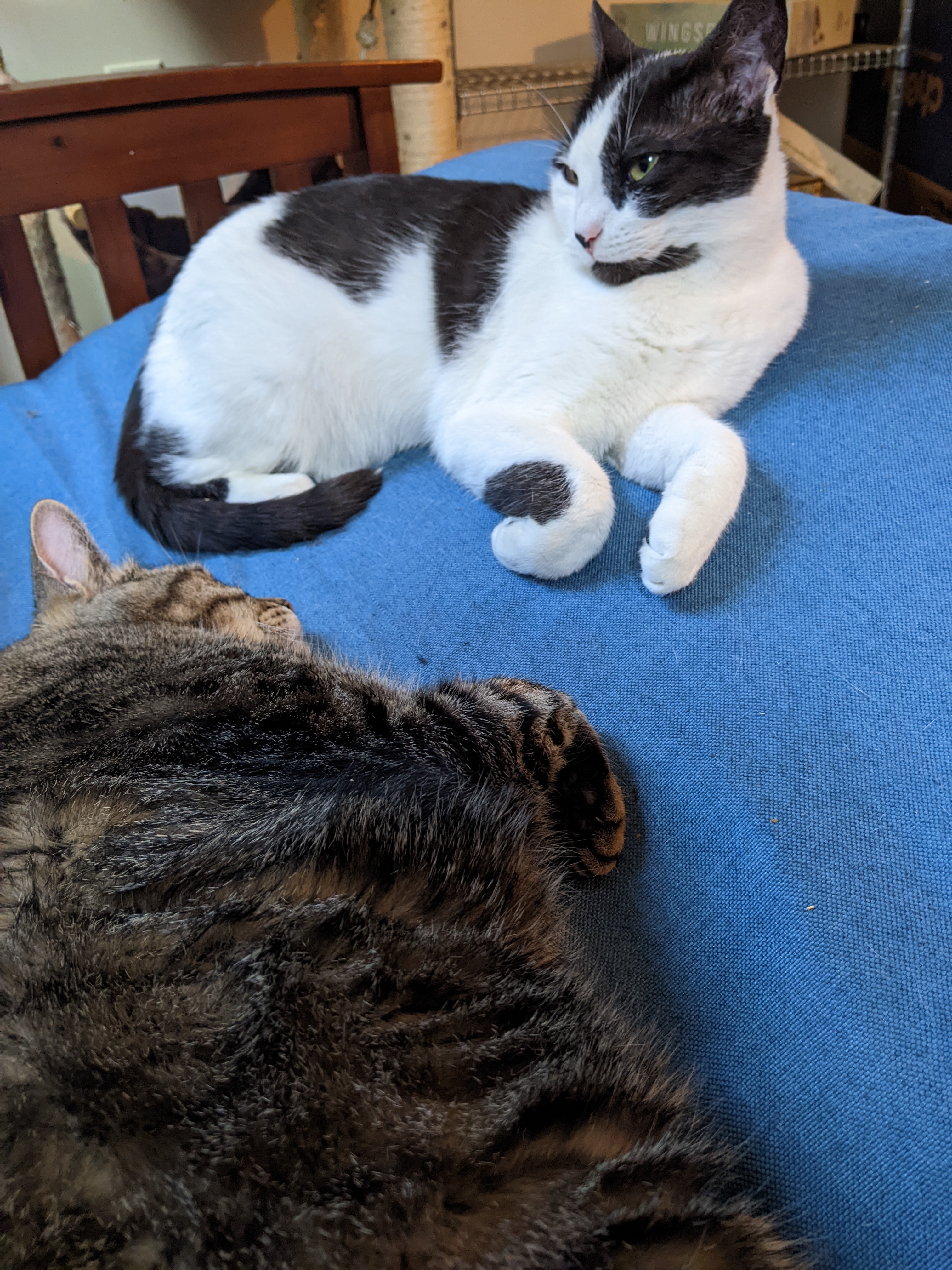 Oreo Magie, a Adoptable Domestic Short Hair in Philadelphia, PA image 5/6