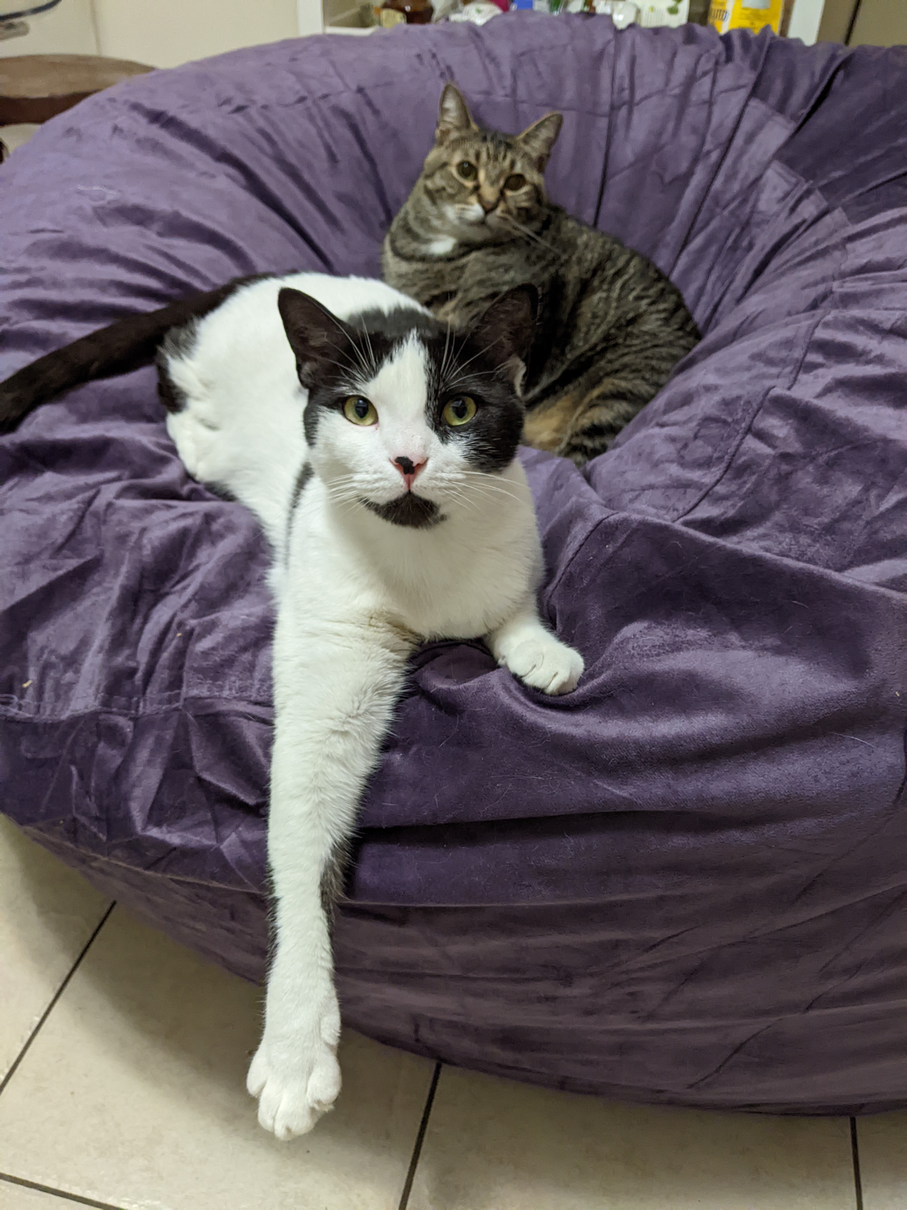 Oreo Magie, a Adoptable Domestic Short Hair in Philadelphia, PA image 1/6