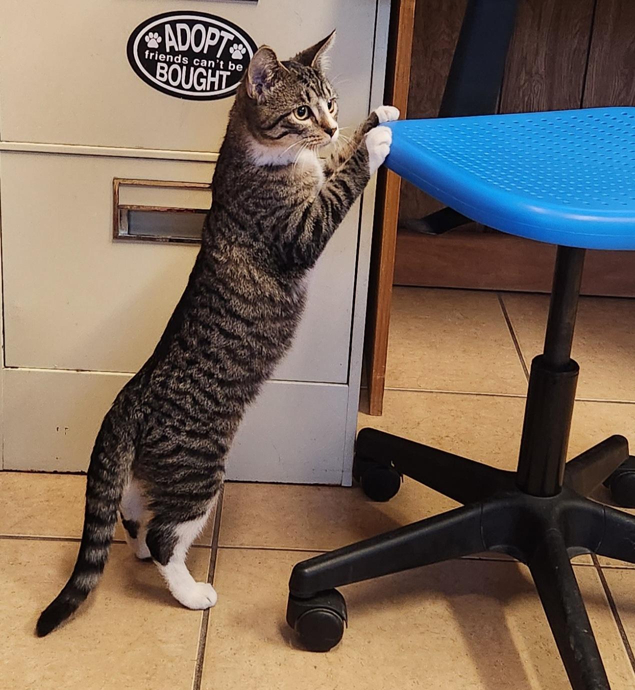 Enlarge Marlin, a ADOPTABLE Tabby in Linden, NJ image 2/4