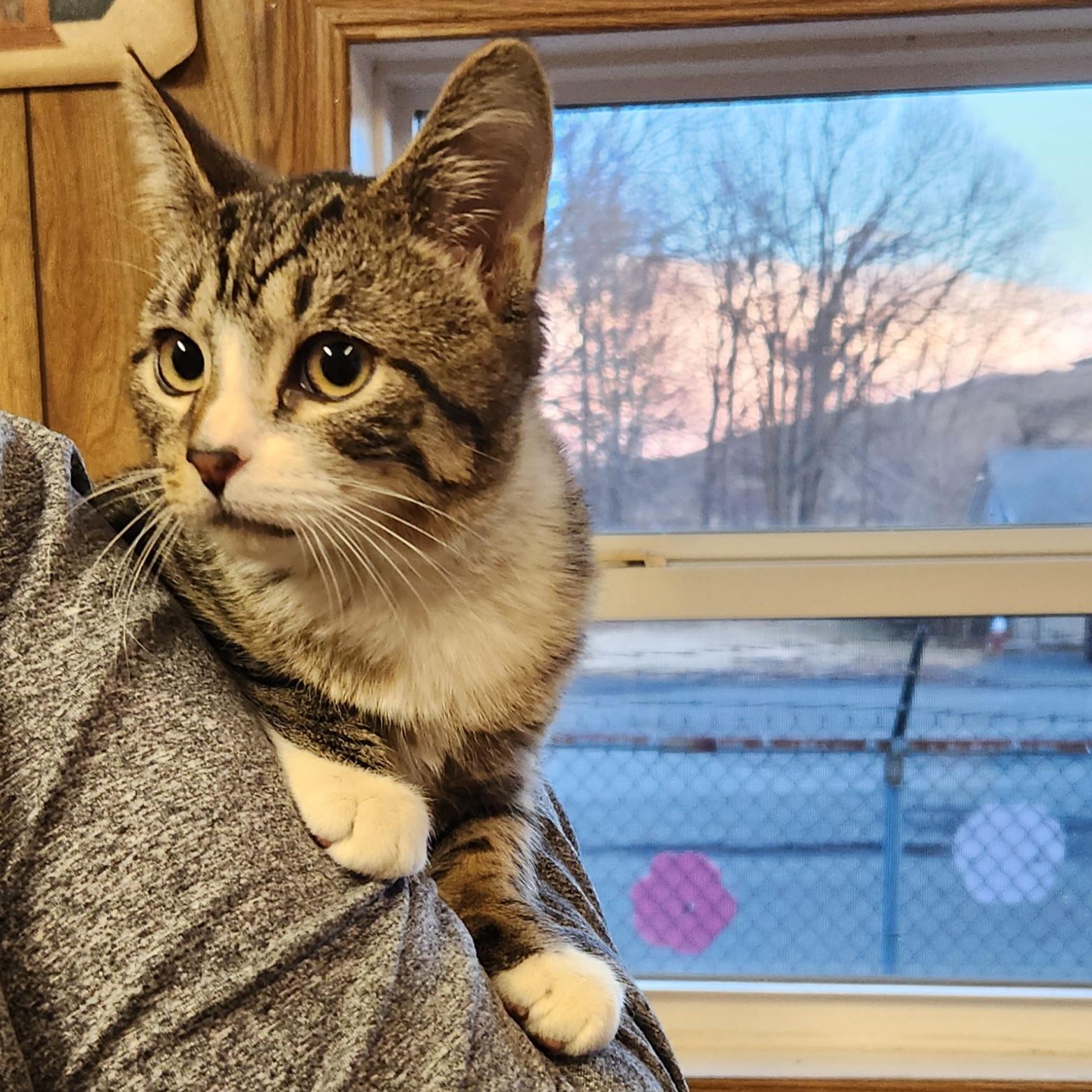 Enlarge Marlin, a ADOPTABLE Tabby in Linden, NJ image 1/4