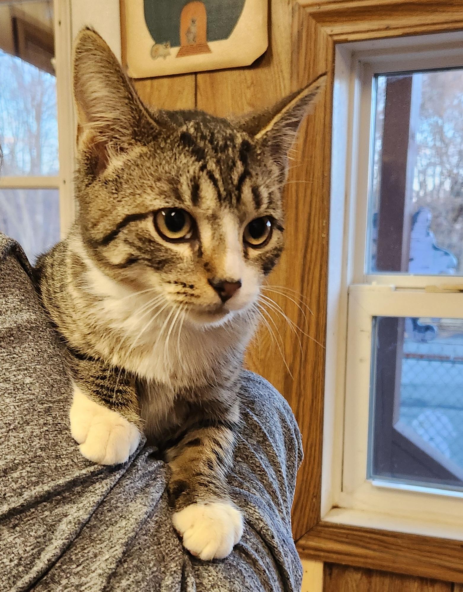 Enlarge Marlin, a ADOPTABLE Tabby in Linden, NJ image 3/4