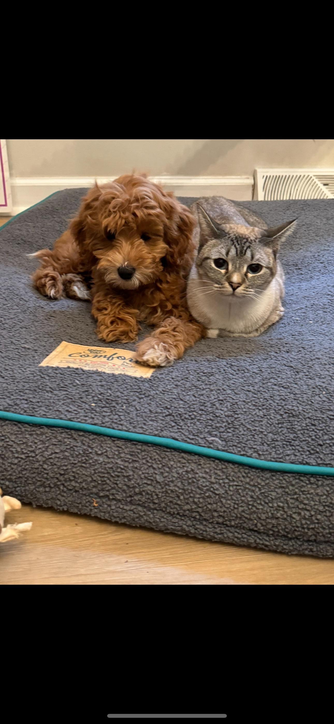 Enlarge Belle, a Adopted mixed breed in York, SC image 1/2