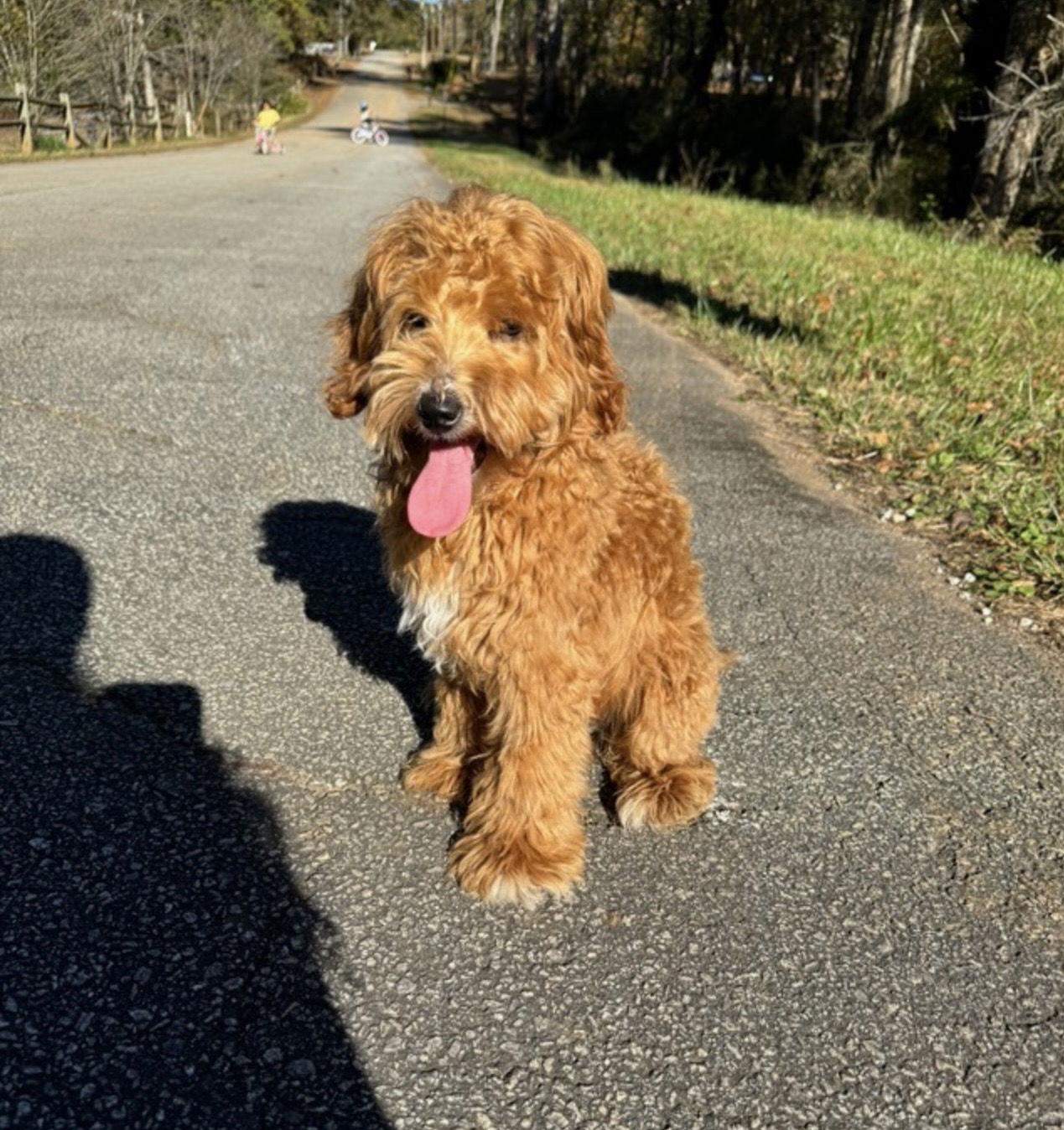 Enlarge Belle, a Adopted mixed breed in York, SC image 2/2