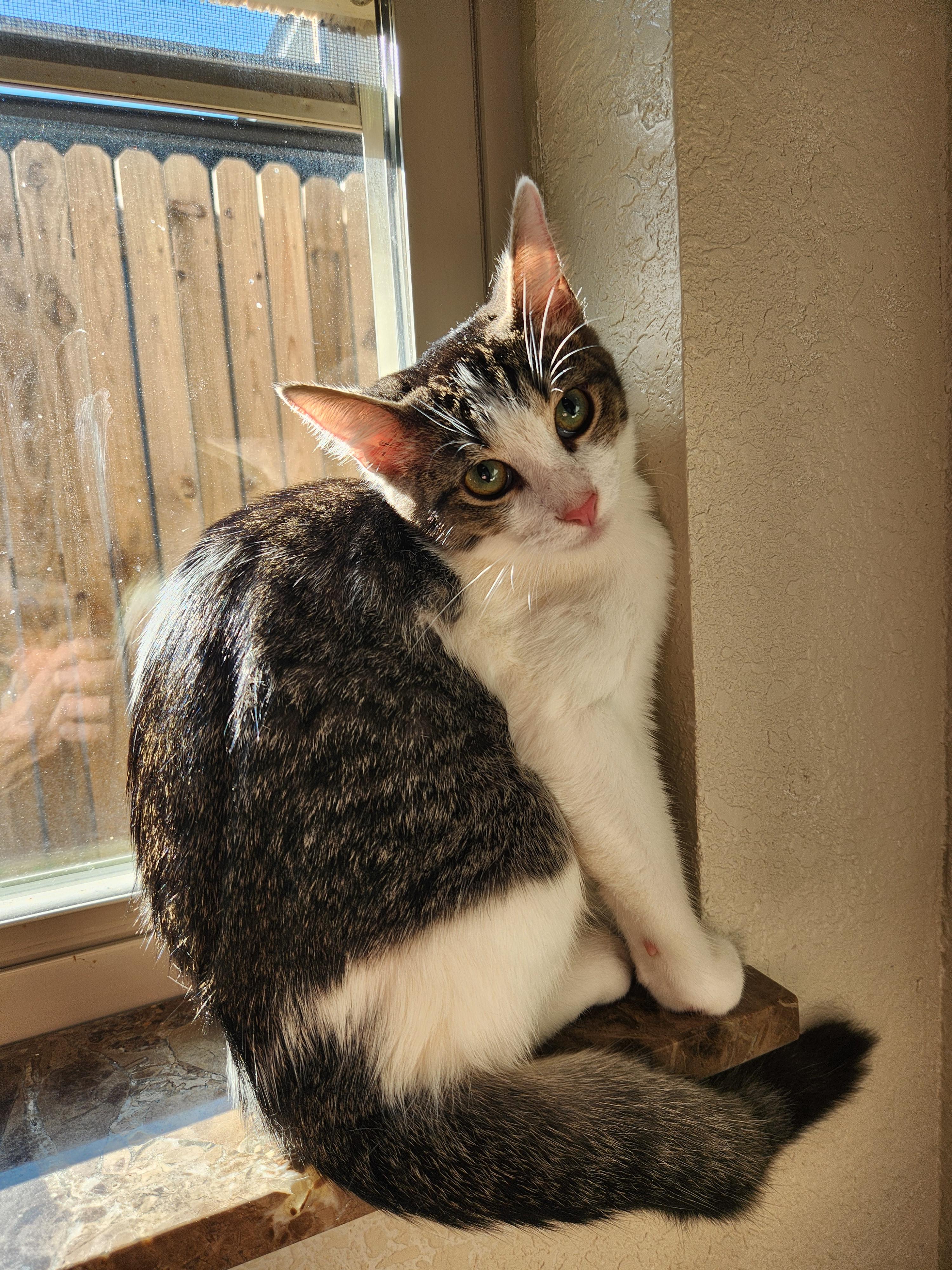 Enlarge Duke, a ADOPTABLE mixed breed in Oklahoma City, OK image 4/5