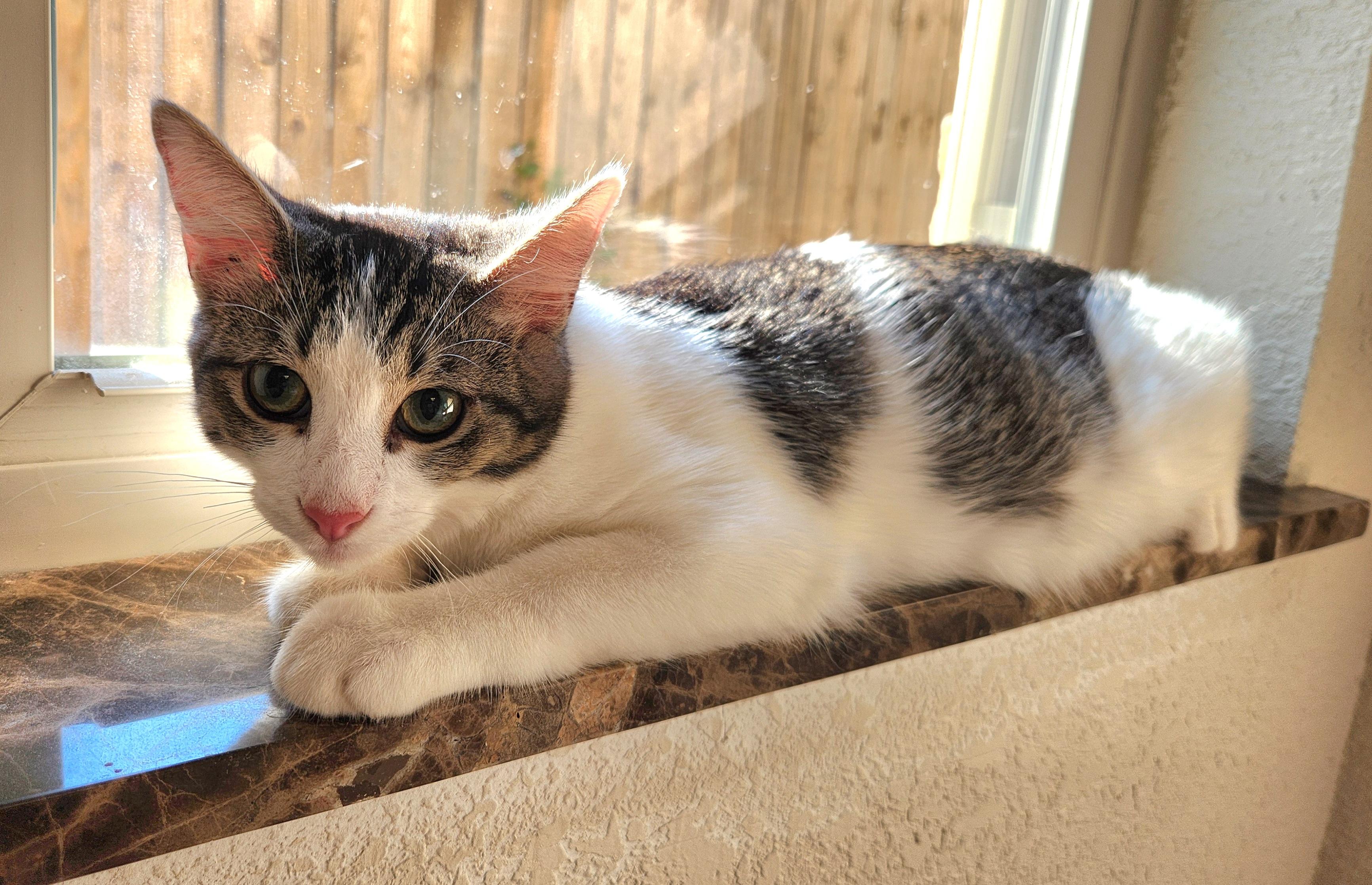 Enlarge Duke, a ADOPTABLE mixed breed in Oklahoma City, OK image 2/5