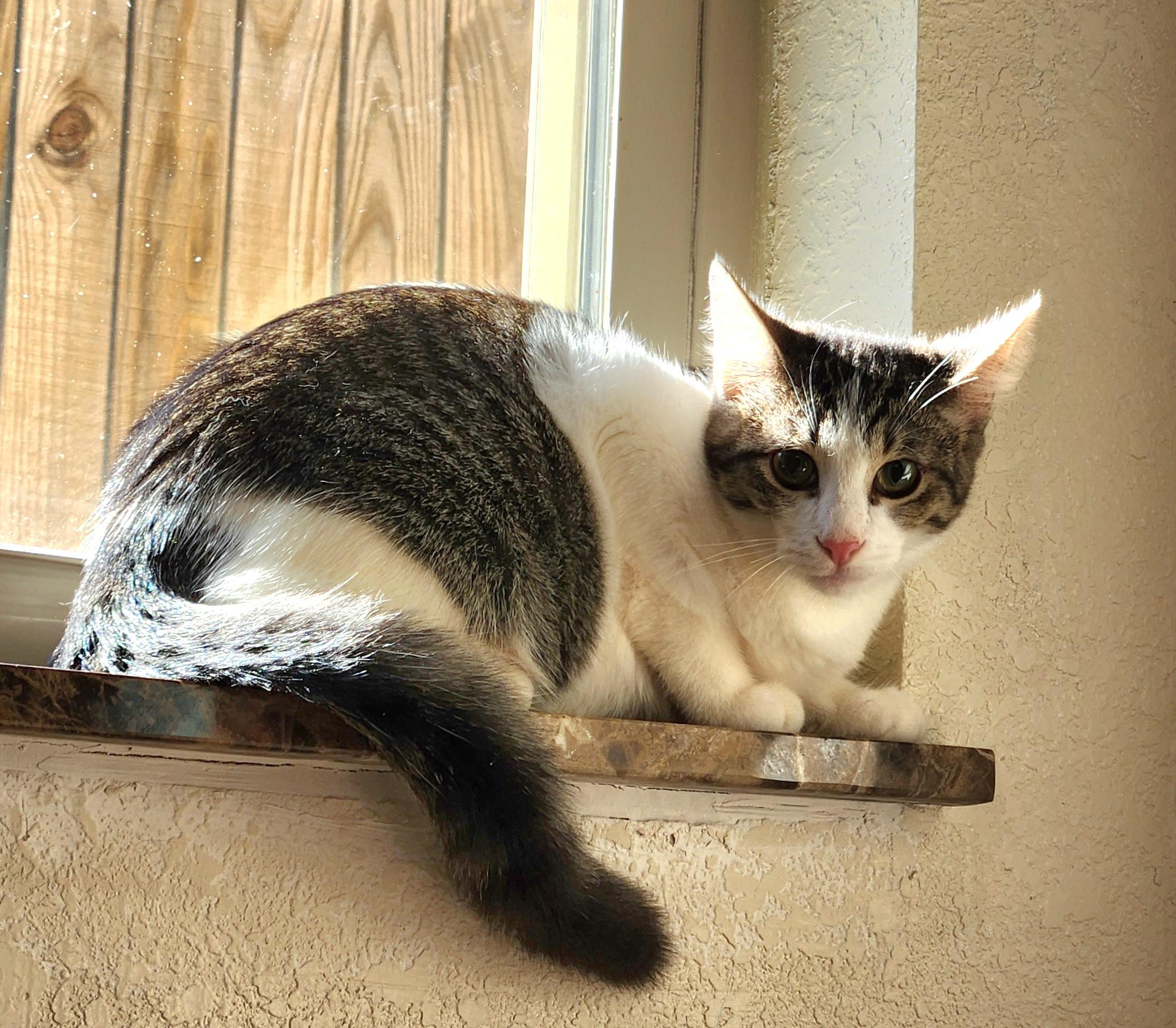 Enlarge Duke, a ADOPTABLE mixed breed in Oklahoma City, OK image 3/5