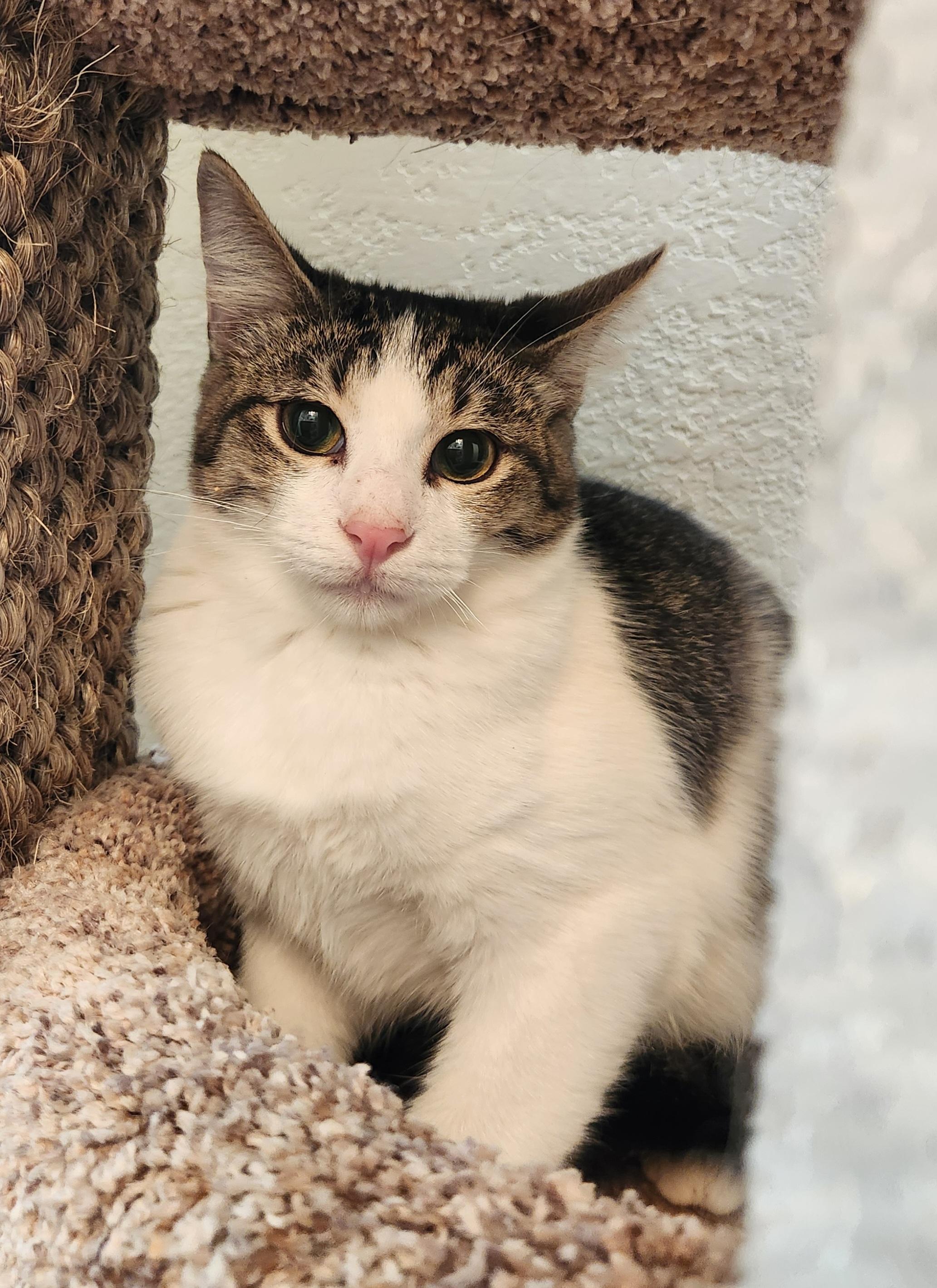 Duke, ADOPTABLE, Young Male Domestic Short Hair.