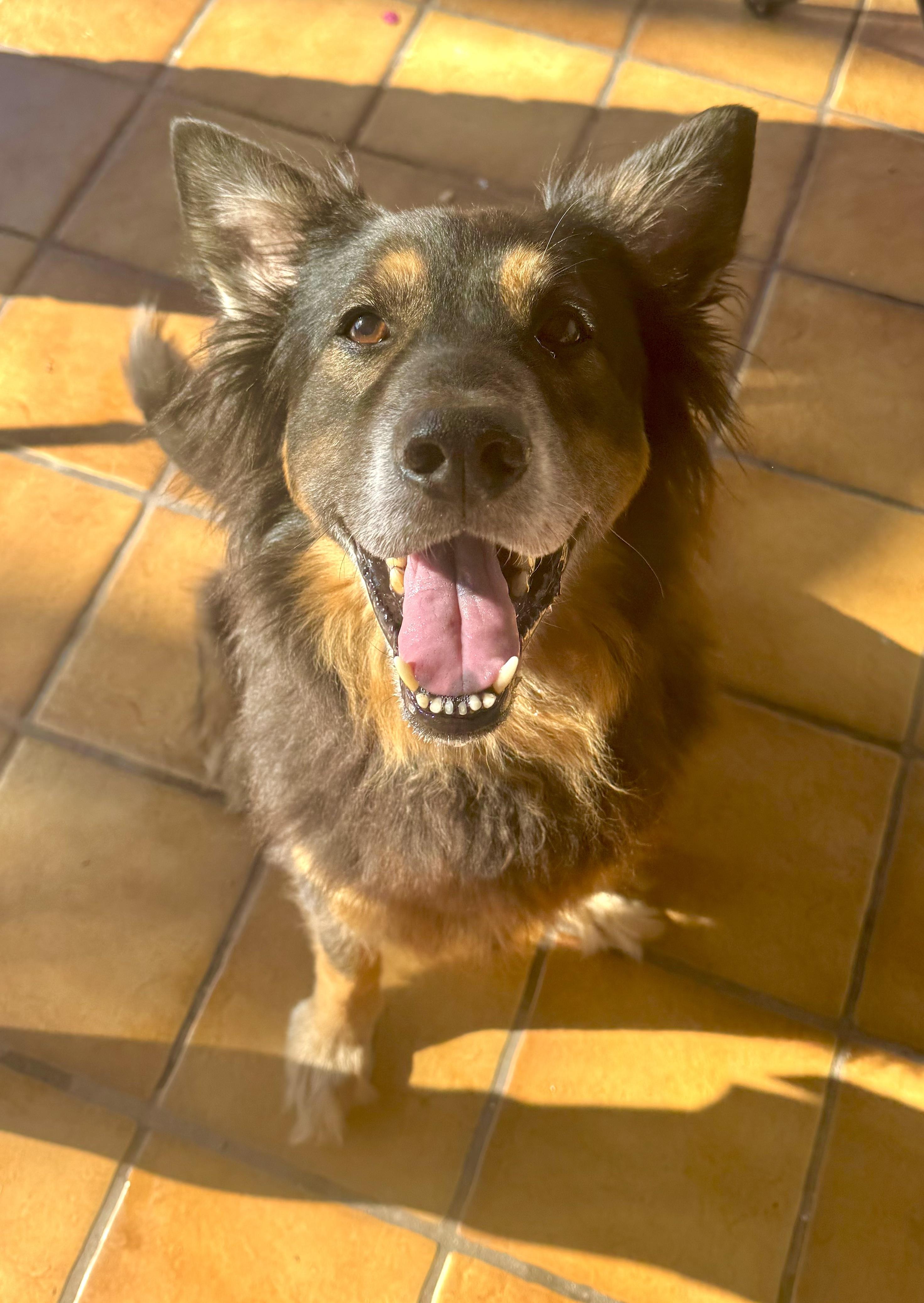 Enlarge Woofy, a Adoptable mixed breed in North Miami, FL image 6/6