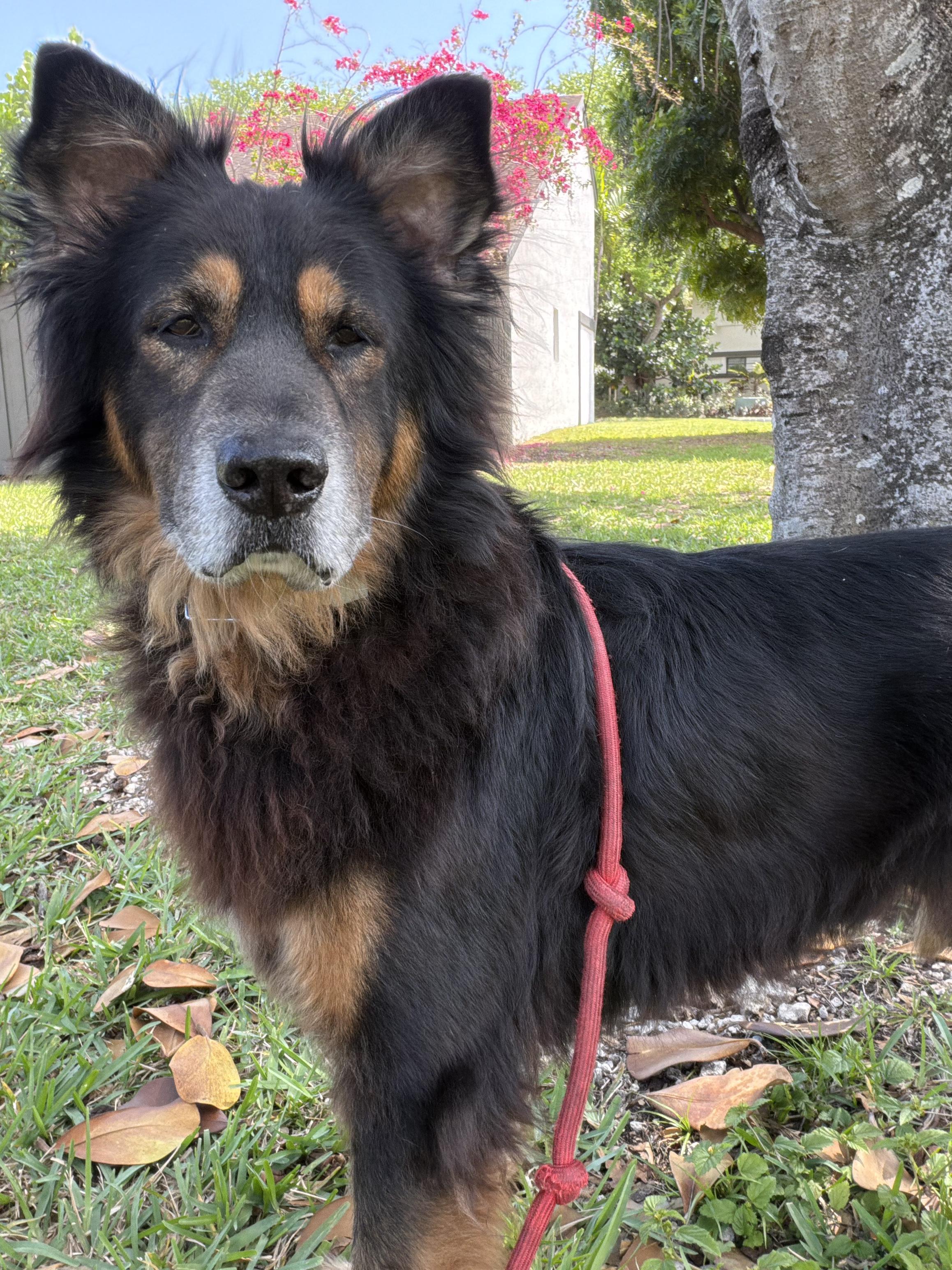 Enlarge Woofy, a Adoptable mixed breed in North Miami, FL image 2/6
