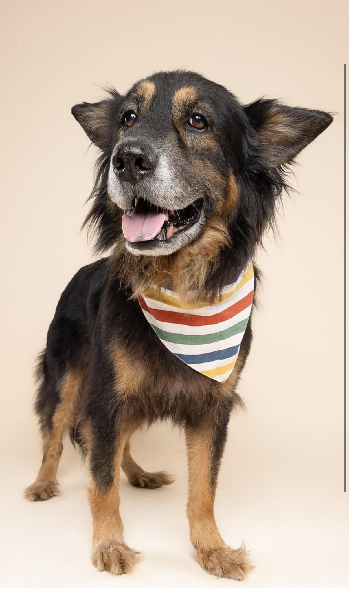 Enlarge Woofy, a Adoptable mixed breed in North Miami, FL image 3/6