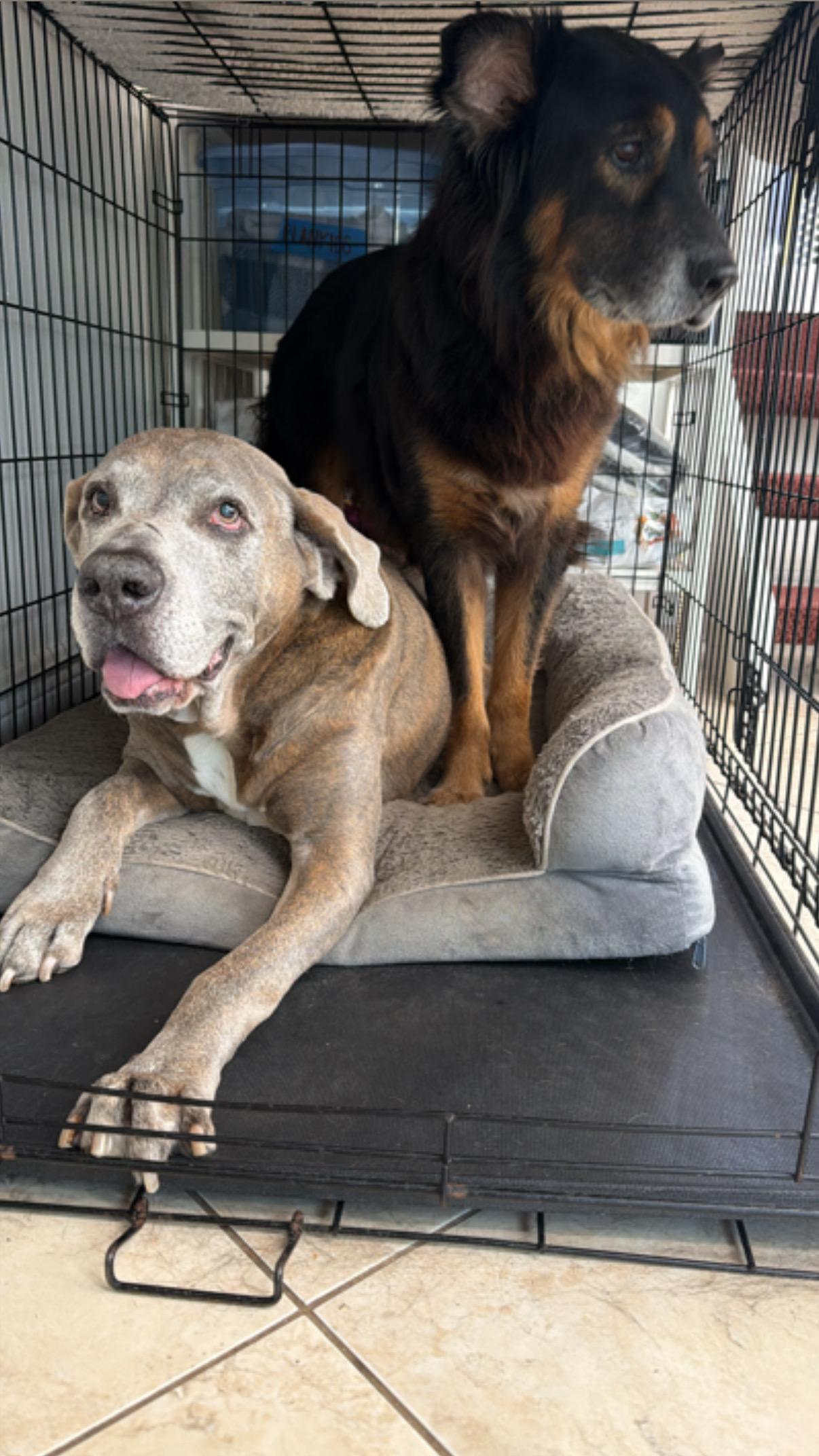 Enlarge Woofy, a Adoptable mixed breed in North Miami, FL image 5/6