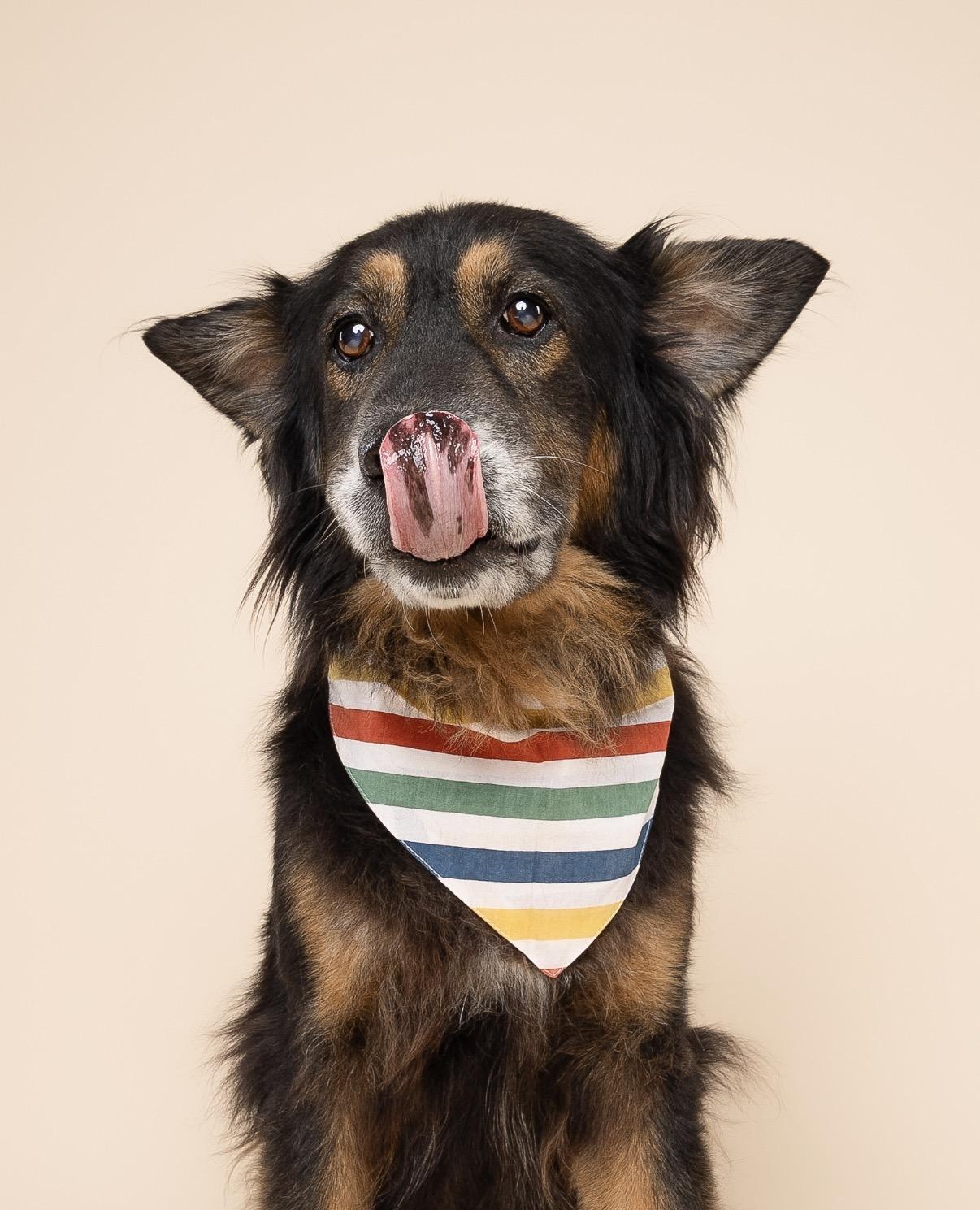Enlarge Woofy, a Adoptable mixed breed in North Miami, FL image 1/6