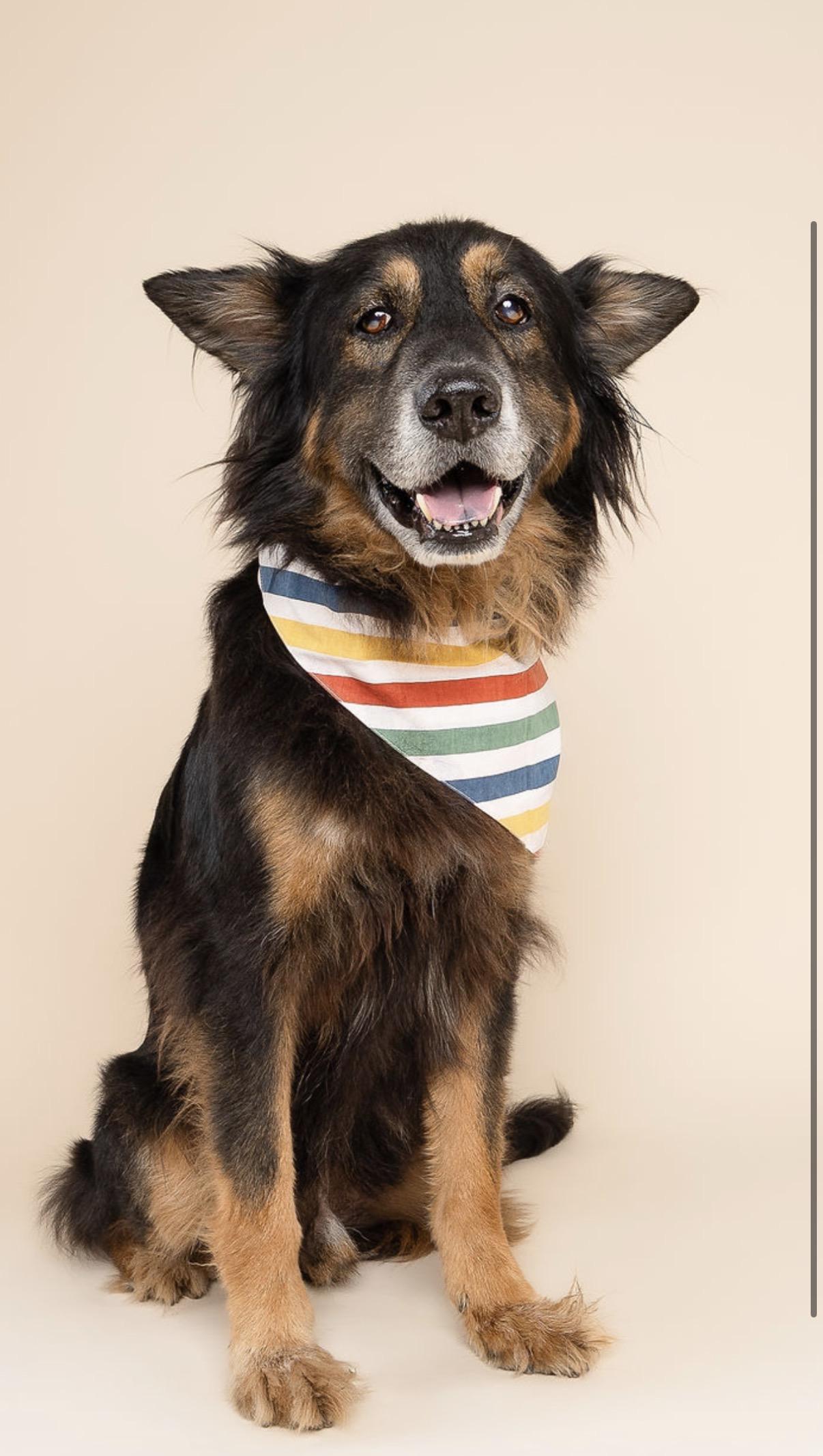Enlarge Woofy, a Adoptable mixed breed in North Miami, FL image 4/6