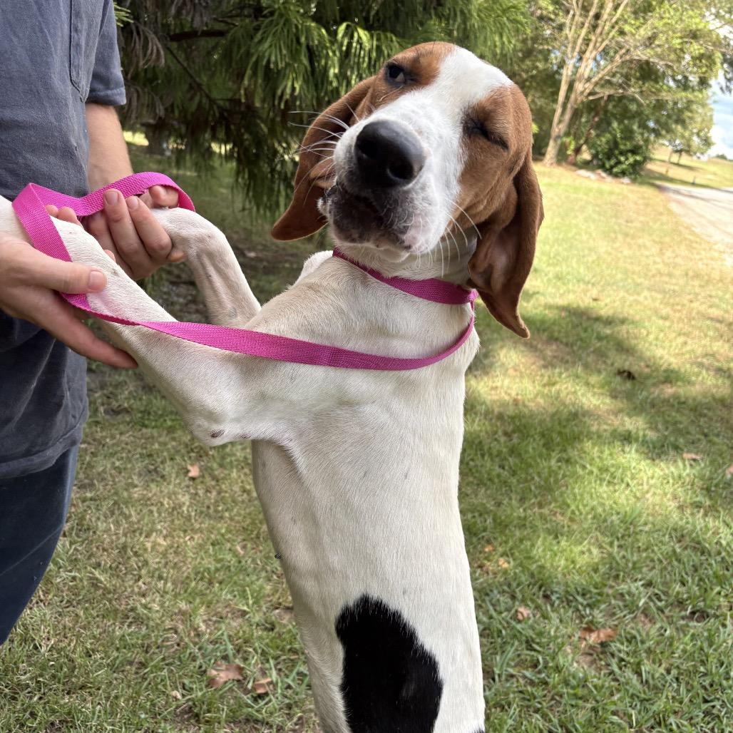 Enlarge Elvis, a Adoptable Coonhound in Clanton, AL image 1/1
