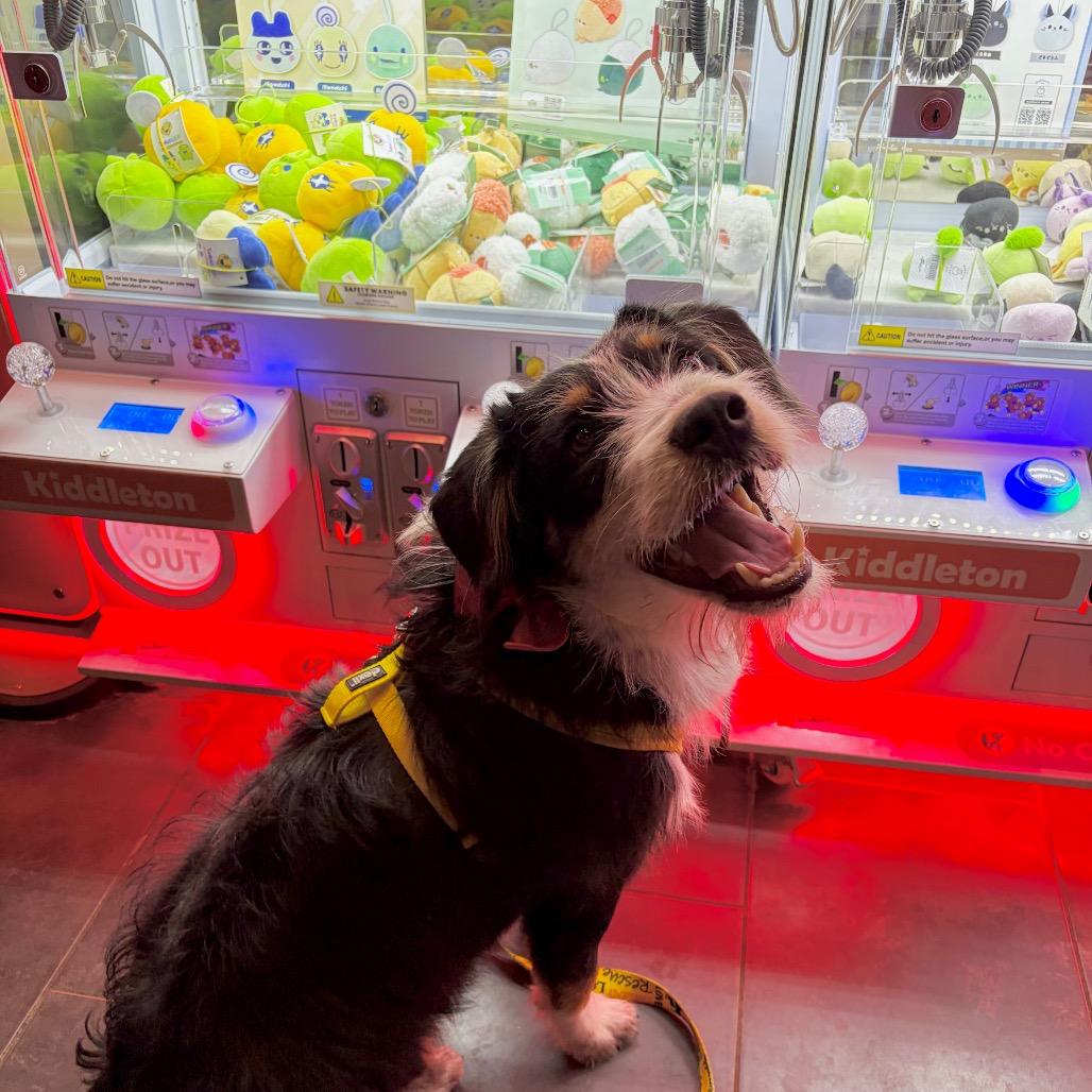 Chief, Adoptable, Young Male Poodle.