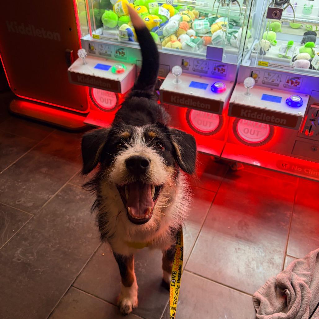 Enlarge Chief, a Adoptable mixed breed in Watertown, NY image 2/6