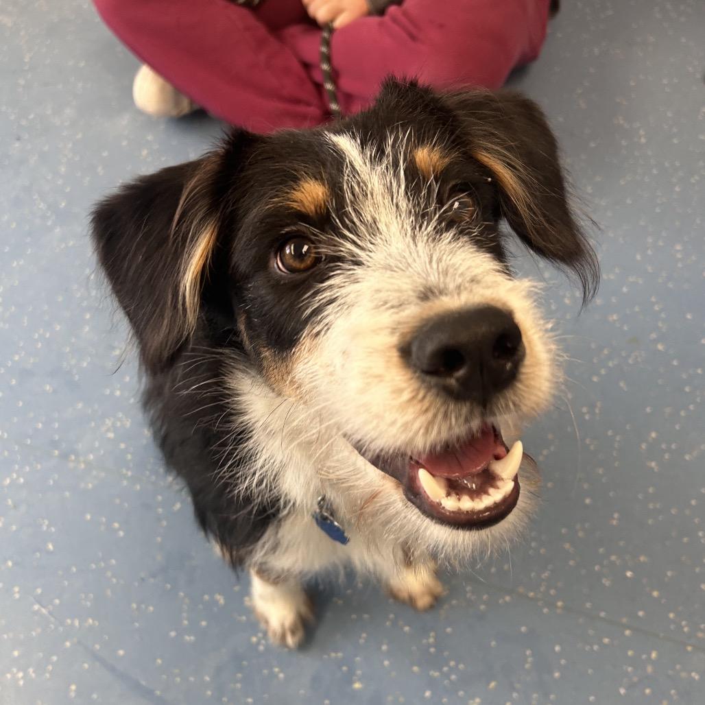 Enlarge Chief, a Adoptable mixed breed in Watertown, NY image 3/6