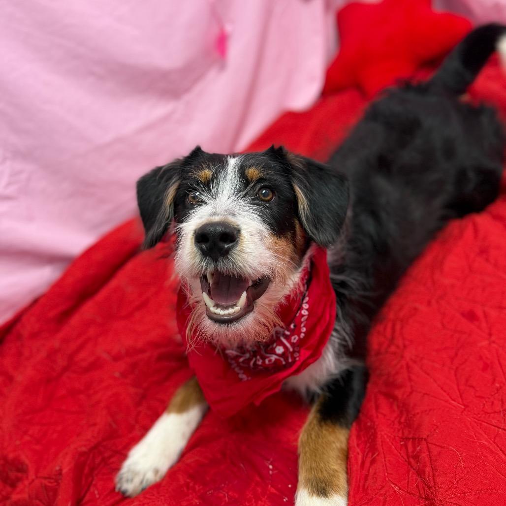 Enlarge Chief, a Adoptable mixed breed in Watertown, NY image 5/6