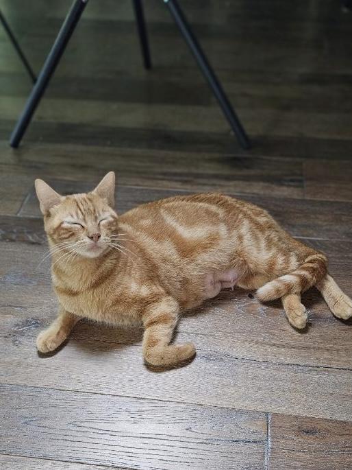 Enlarge Ophelia, a Adoptable Domestic Short Hair in Warwick, RI image 5/6