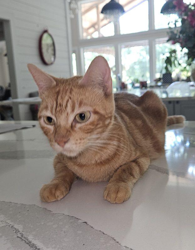 Ophelia, Adoptable, Adult Female Domestic Short Hair.