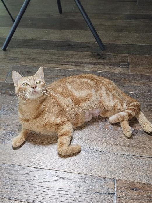 Enlarge Ophelia, a Adoptable Domestic Short Hair in Warwick, RI image 2/6