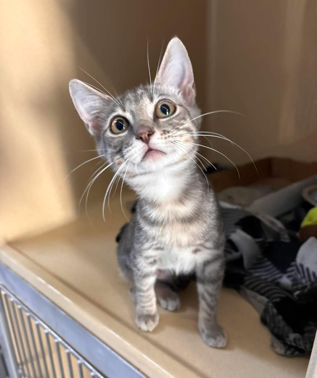 McMuffin, ADOPTABLE, Kitten Female Domestic Short Hair.