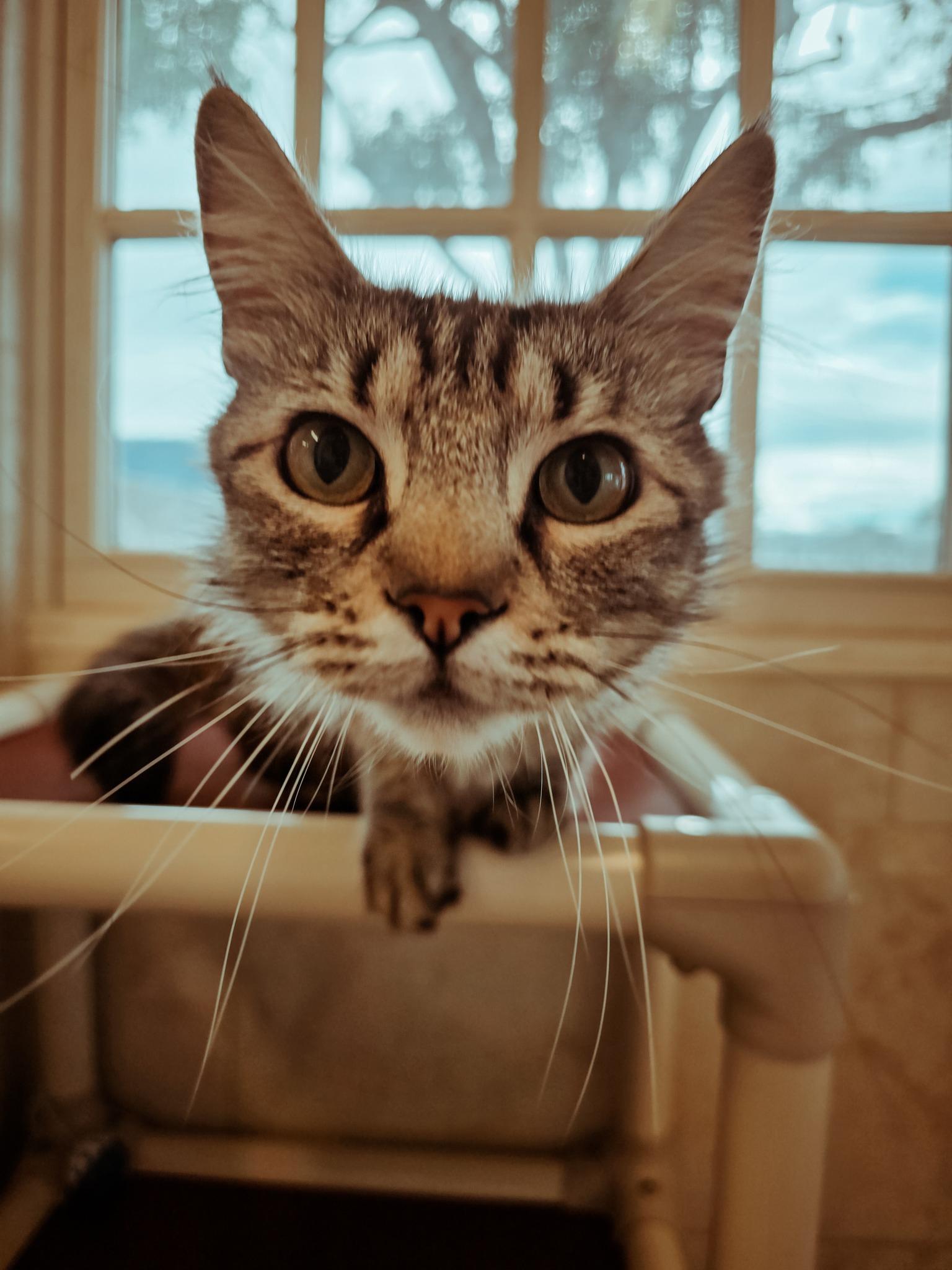 Bonita, an adoptable Domestic Long Hair in Prineville, OR, 97754 | Photo Image 1