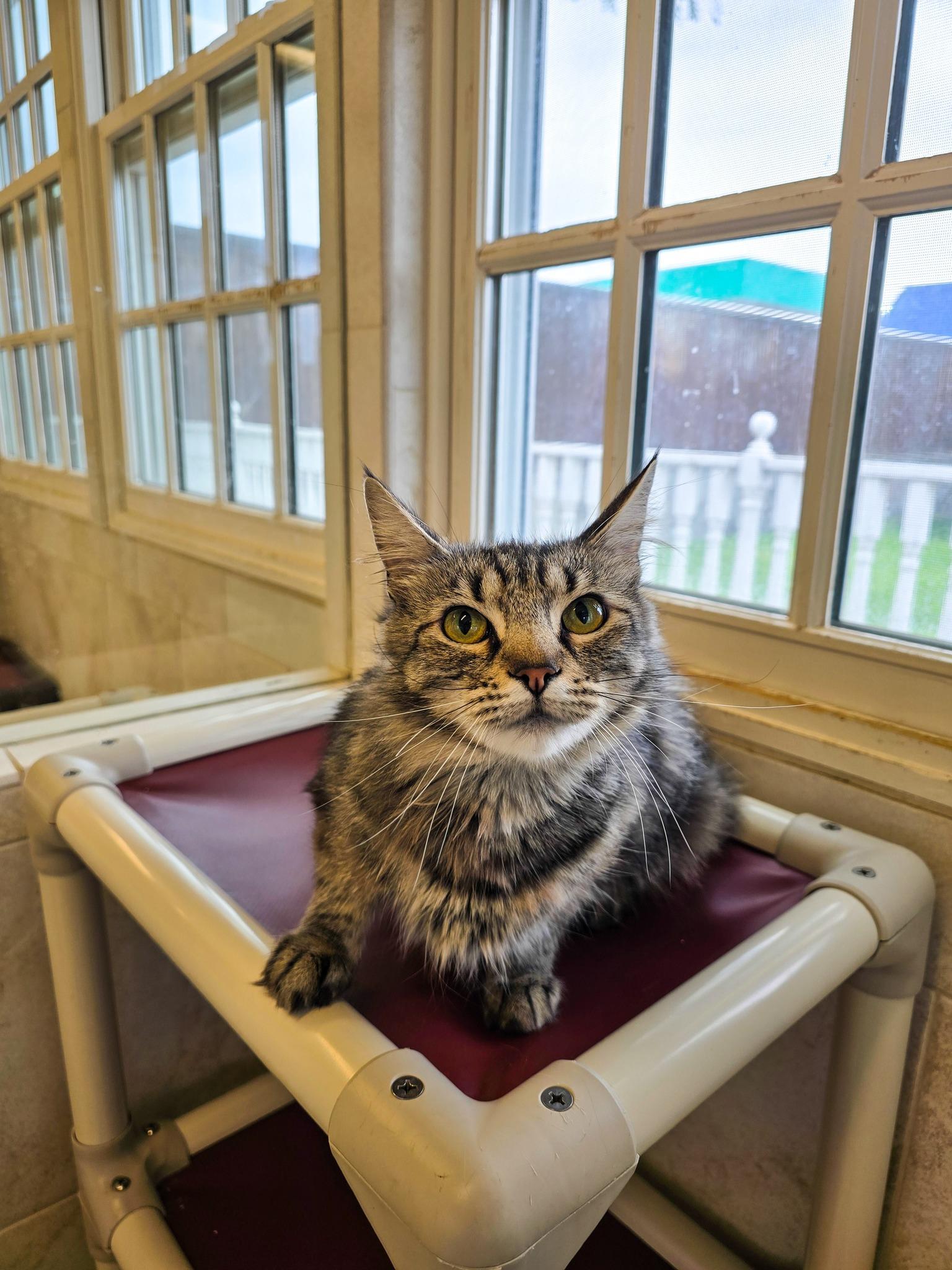Bonita, an adoptable Domestic Long Hair in Prineville, OR, 97754 | Photo Image 2