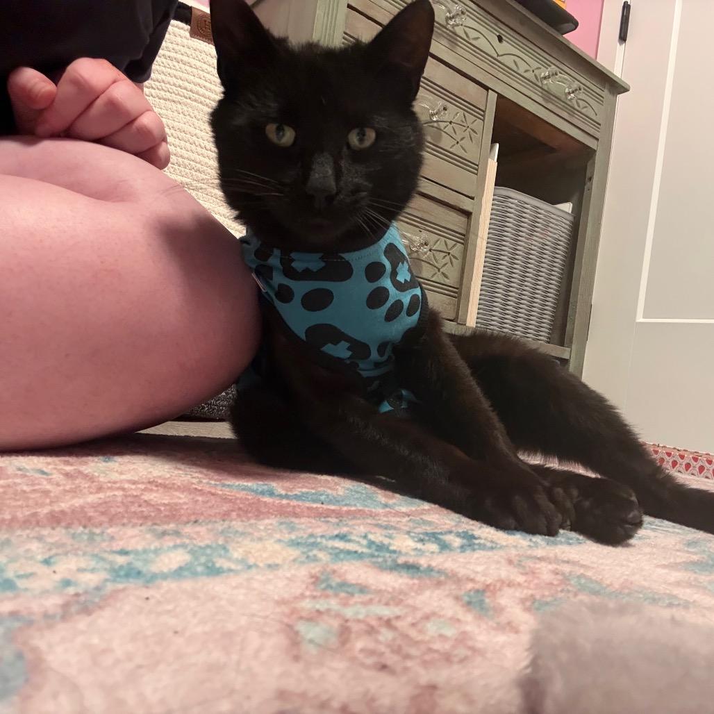 Salem, Adoptable, Young Male Domestic Short Hair.